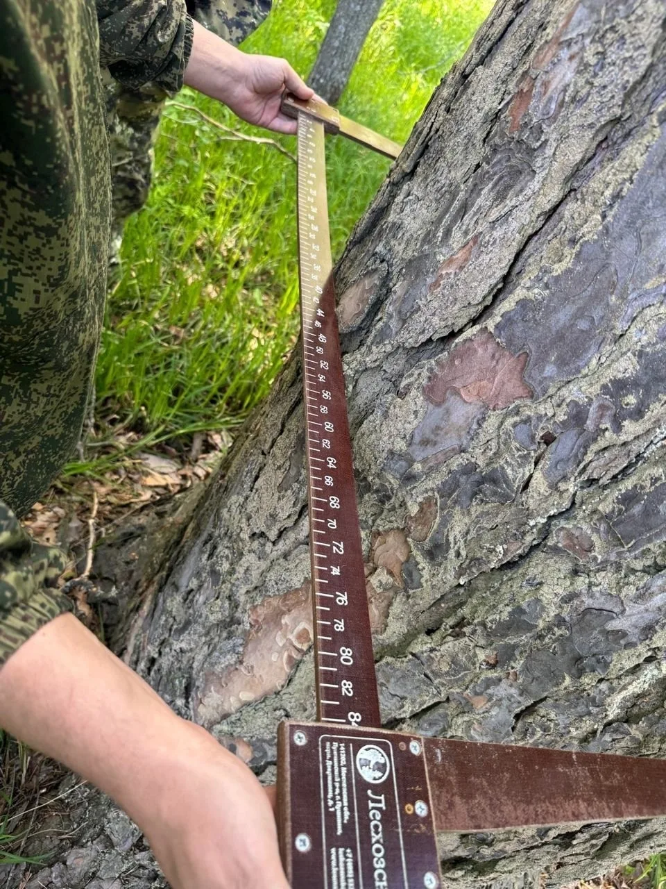 Что такое мерная вилка и зачем она лесничему? 🌲

Часто в лесу можно встретить наших специалистов с 