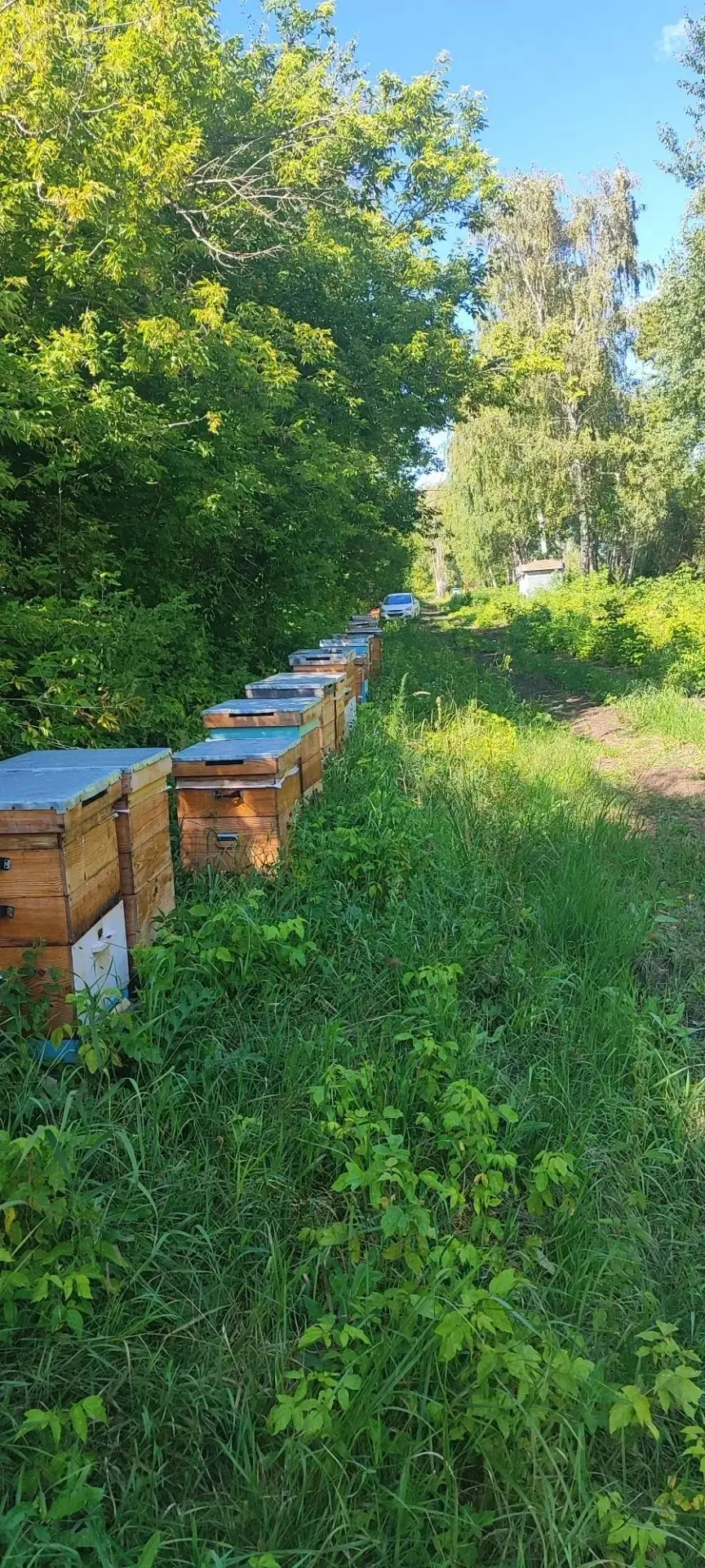 Поповы из Выселок выводят новую породу пчел и готовятся заняться пчелошерингом.