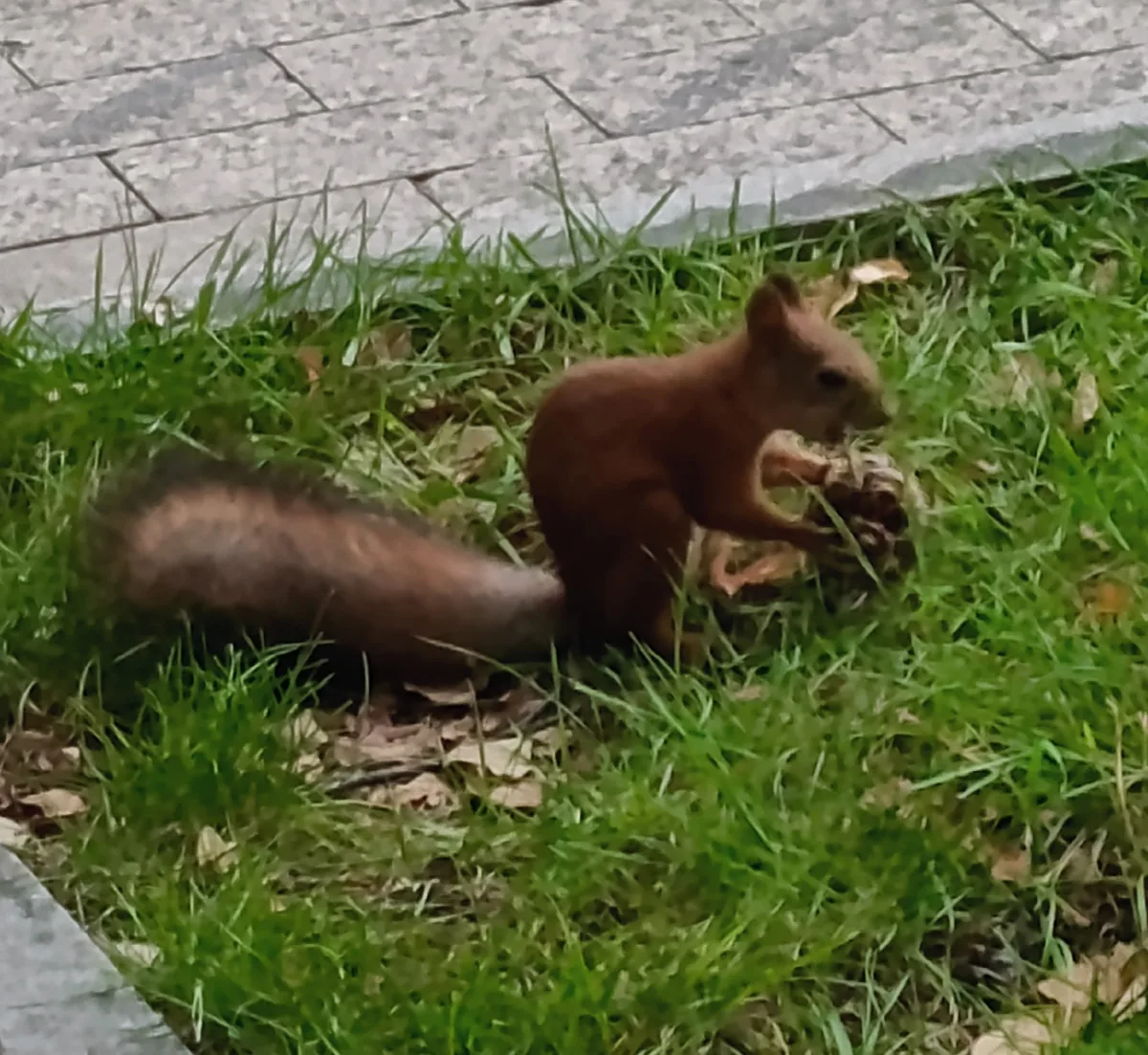 🐿️Гость Тобольска