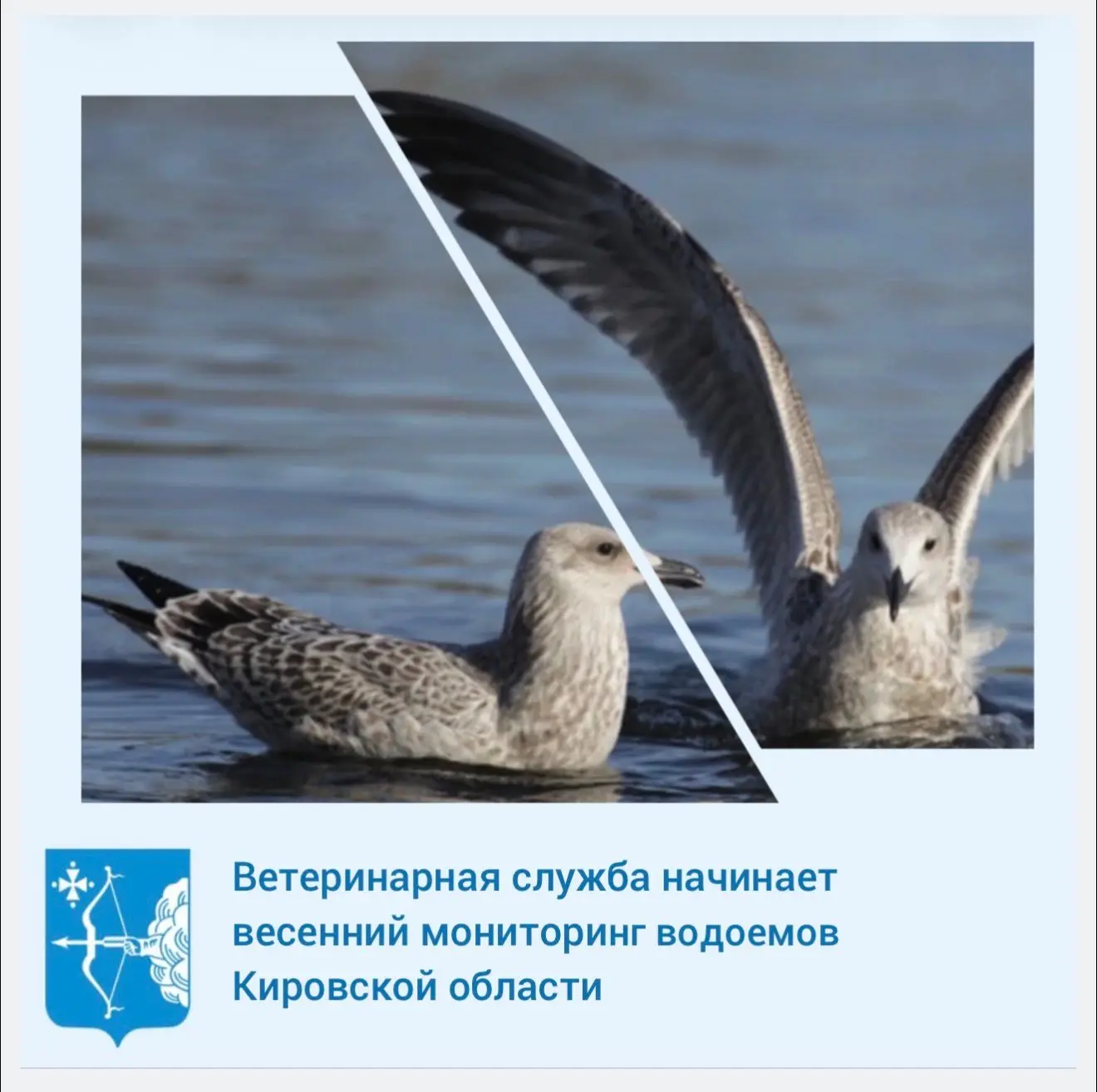 В целях обеспечения эпизоотического благополучия и предотвращения распространения грипп...