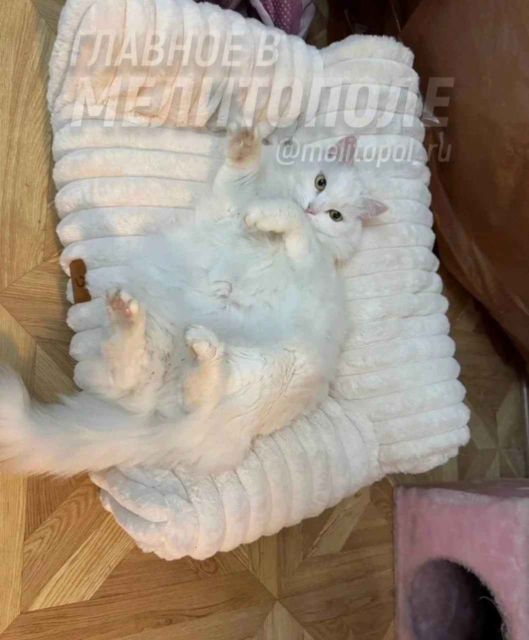 Белая кошка из Запорожской области нежится на своем мини-диванчике