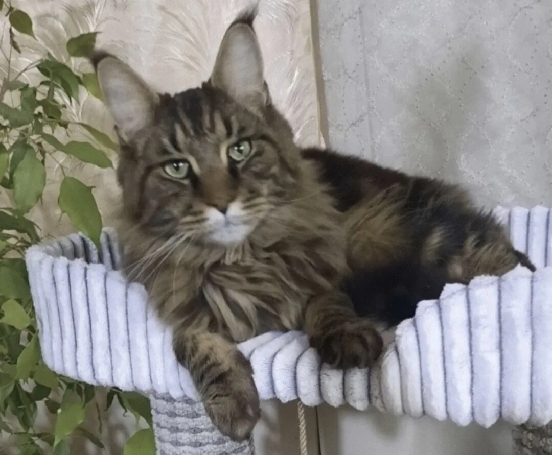 ПОМОГИТЕ НАЙТИ КОТА🐱 🙏