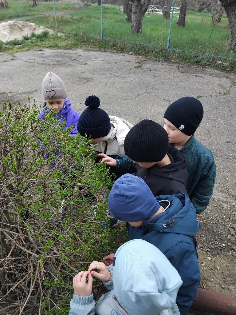 Весеннее наблюдение за пробуждением природы: появлением первых почек и листьев, цветени...