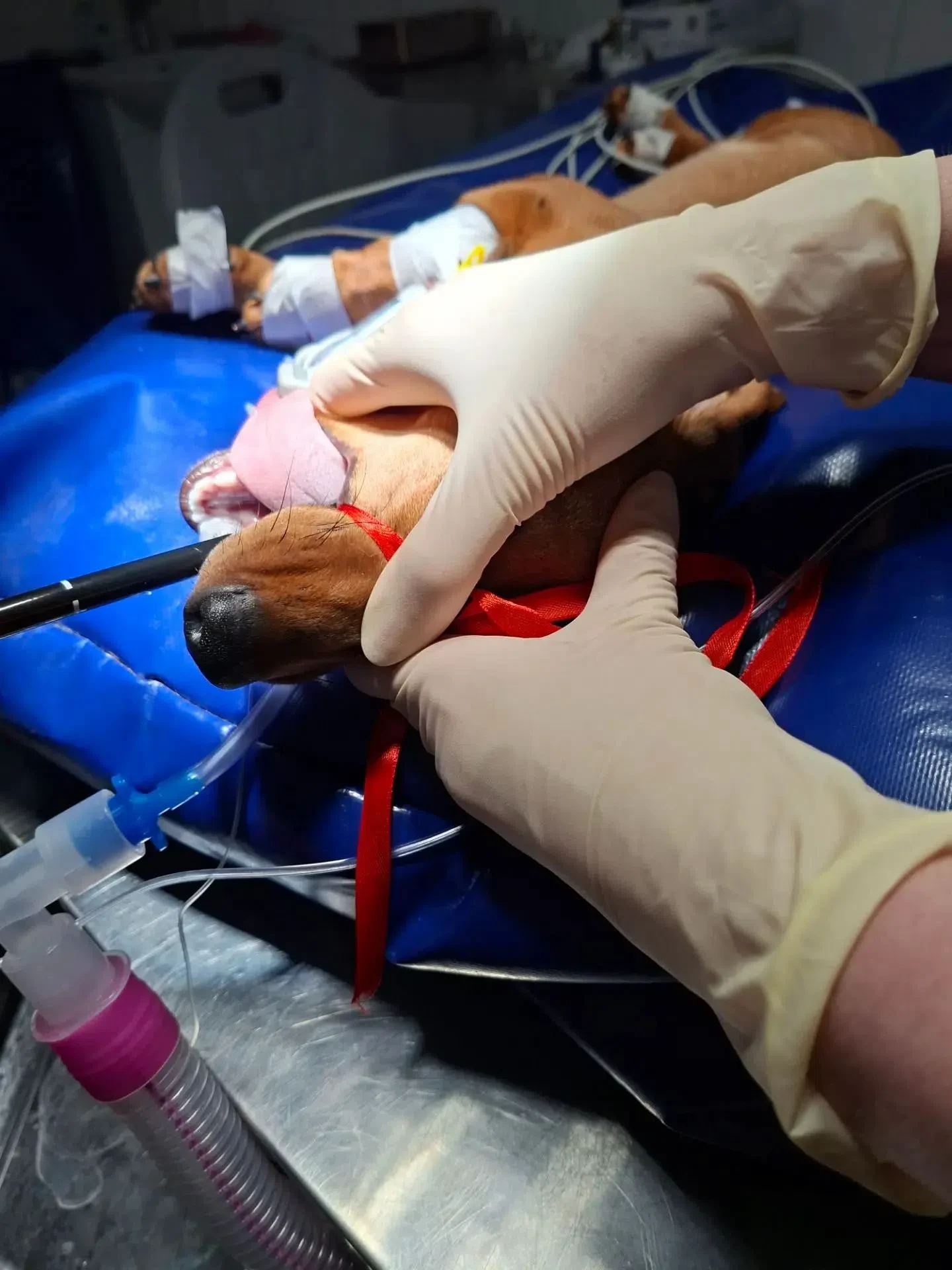 🐶 Щенок хотел быть красивым, но перестарался.

В Старооскольскую ветстанцию пришла хозяйка пятимеся