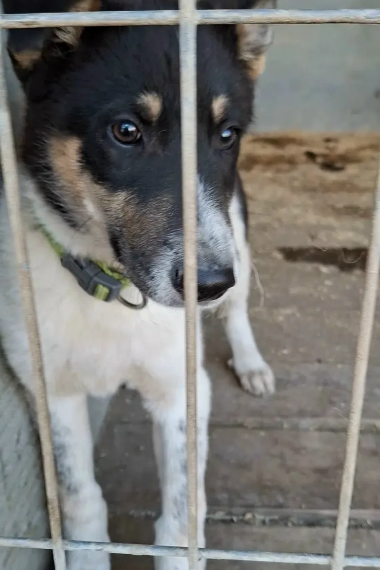 🐾 Этому непоседе очень нужен дом…