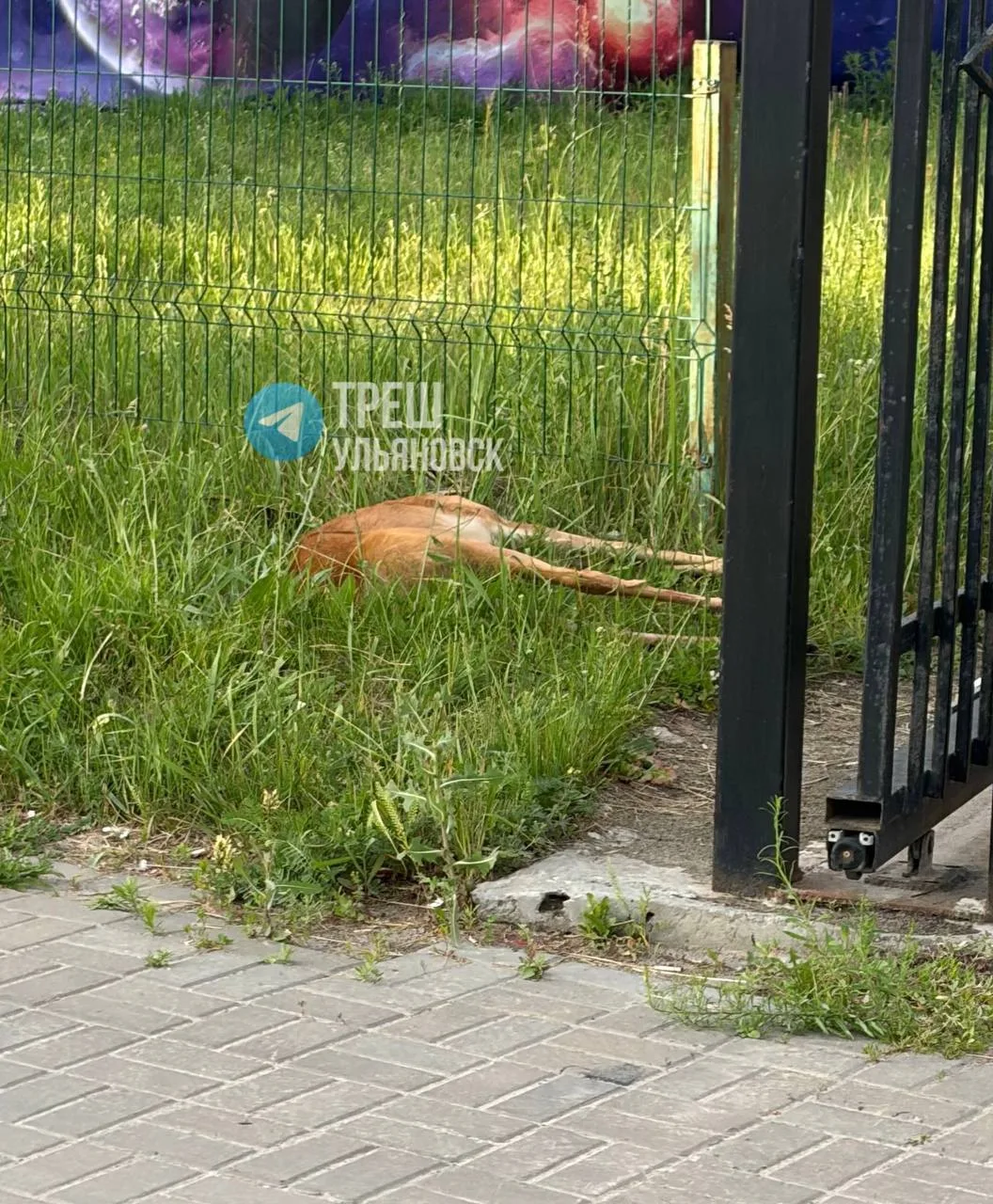 Мертвая косуля лежит возле парка Прибрежного.