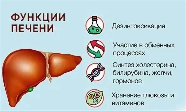 Основные функции печени, её роль в организме
Печень – орган, выполняющий в нашем организме большое к