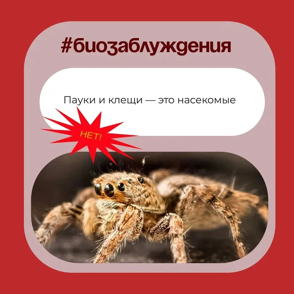 Пауки и клещи — это насекомые?