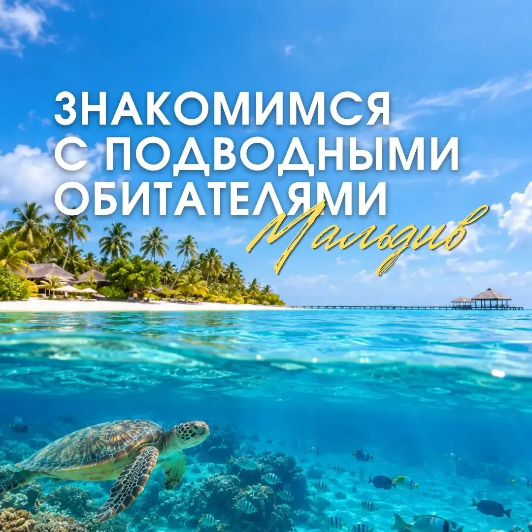 Мальдивы — это не только белоснежные пляжи, пальмы и бирюзовые лагуны. Под поверхностью...