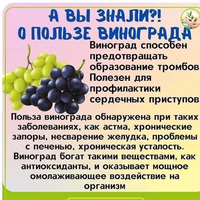 Виноград: сладкий эликсир долголетия 🍇