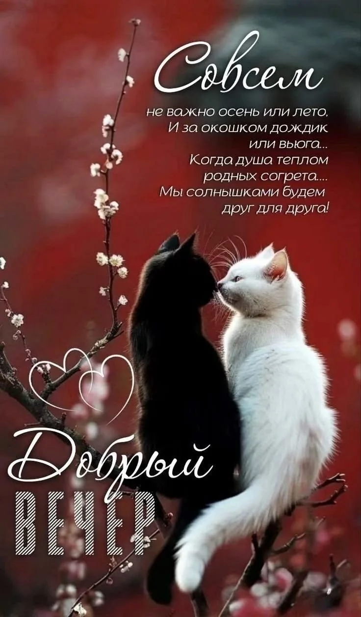 #ДобрыйВечер 💞