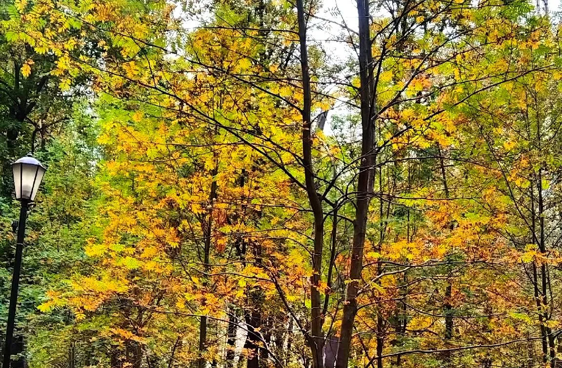 🍁 В Лефортово наступила золотая осень