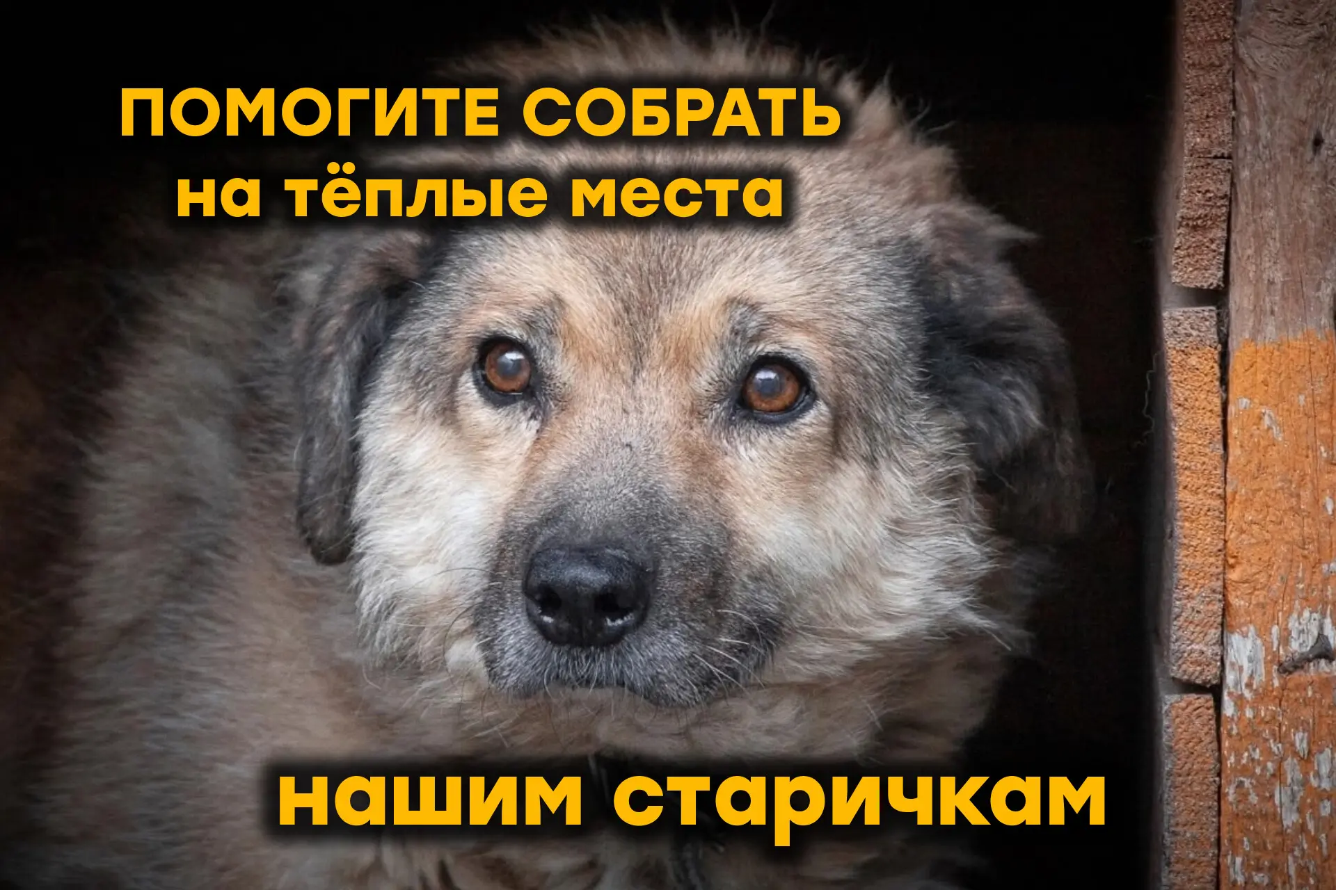 Нужна ваша помощь в сборе на бытовку собачкам! Особенно это важно для наших старичков!
 
Сейчас на у