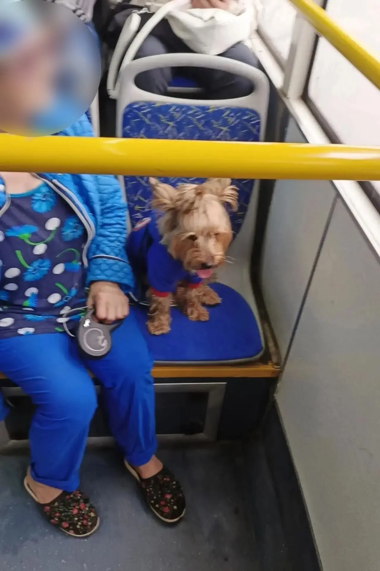 🐶 Собака на сиденье автобуса возмутила пассажиров.

На маршруте пассажиры заметили женщину, которая