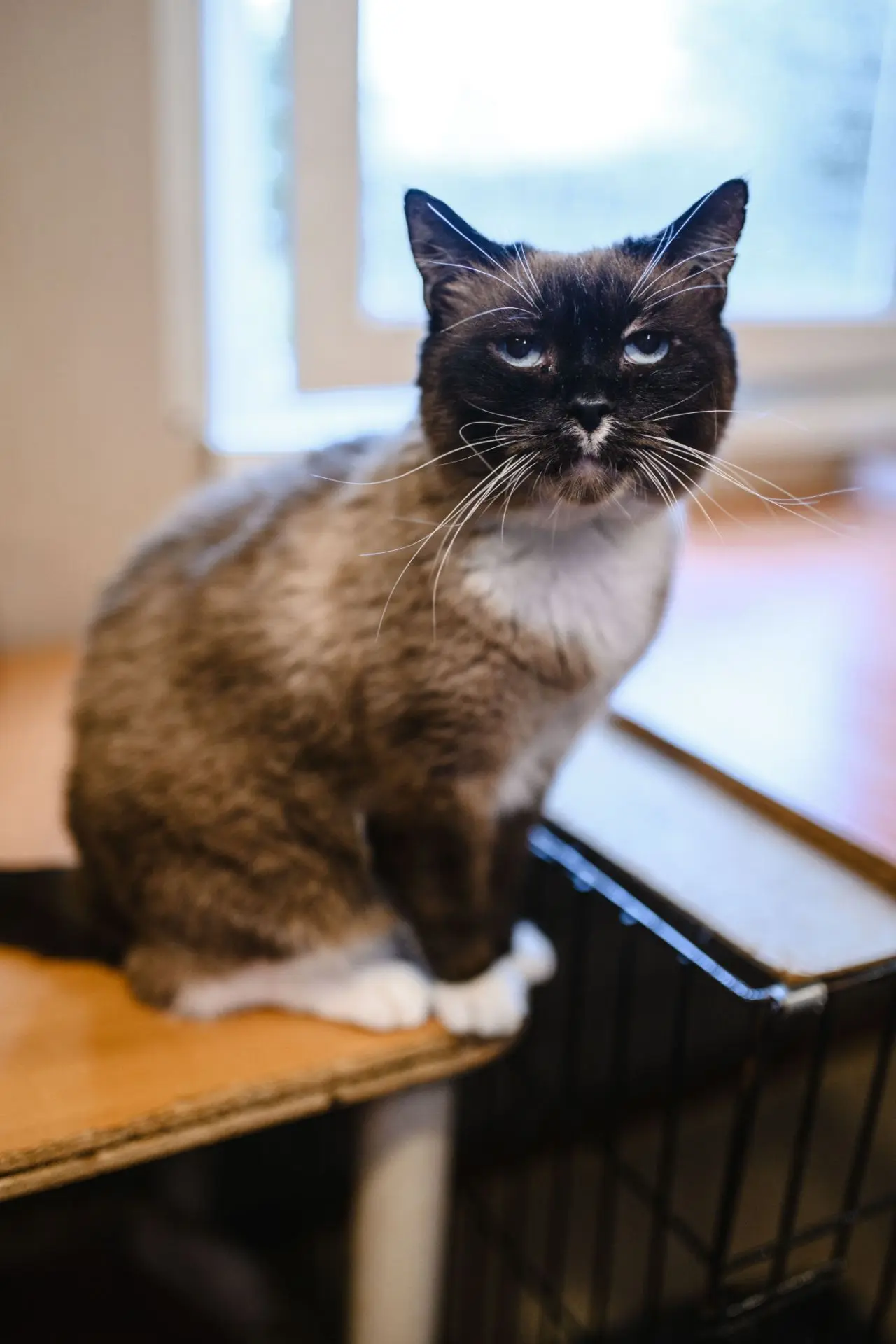 🐾 Знаете, почему важно, чтобы котик был стерилизован?