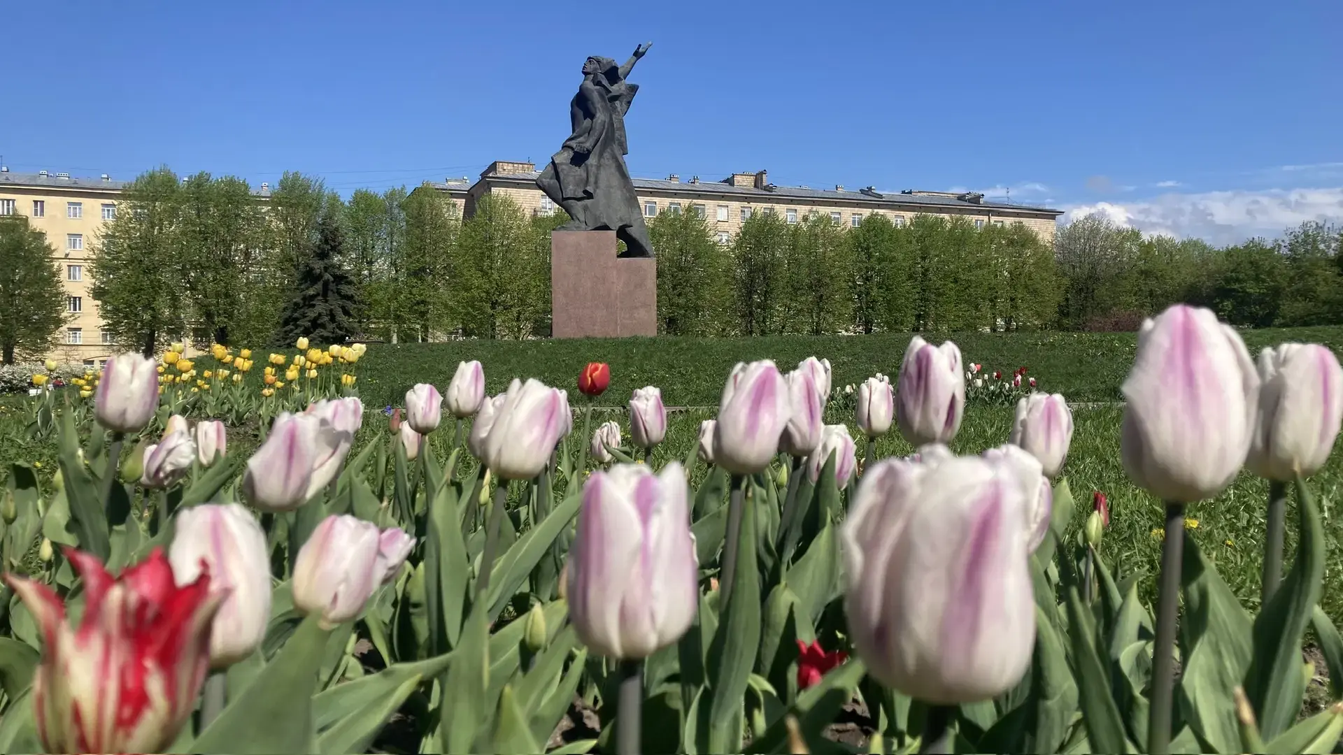Яркие весенние цветы по традиции украшают площадь Стачек и Комсомольскую площадь 🌷