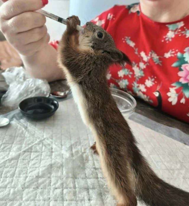 🐿Первоуральские спасатели защитили бельчонка от ворон в парке. Как оказалось, мама пушистика погибл