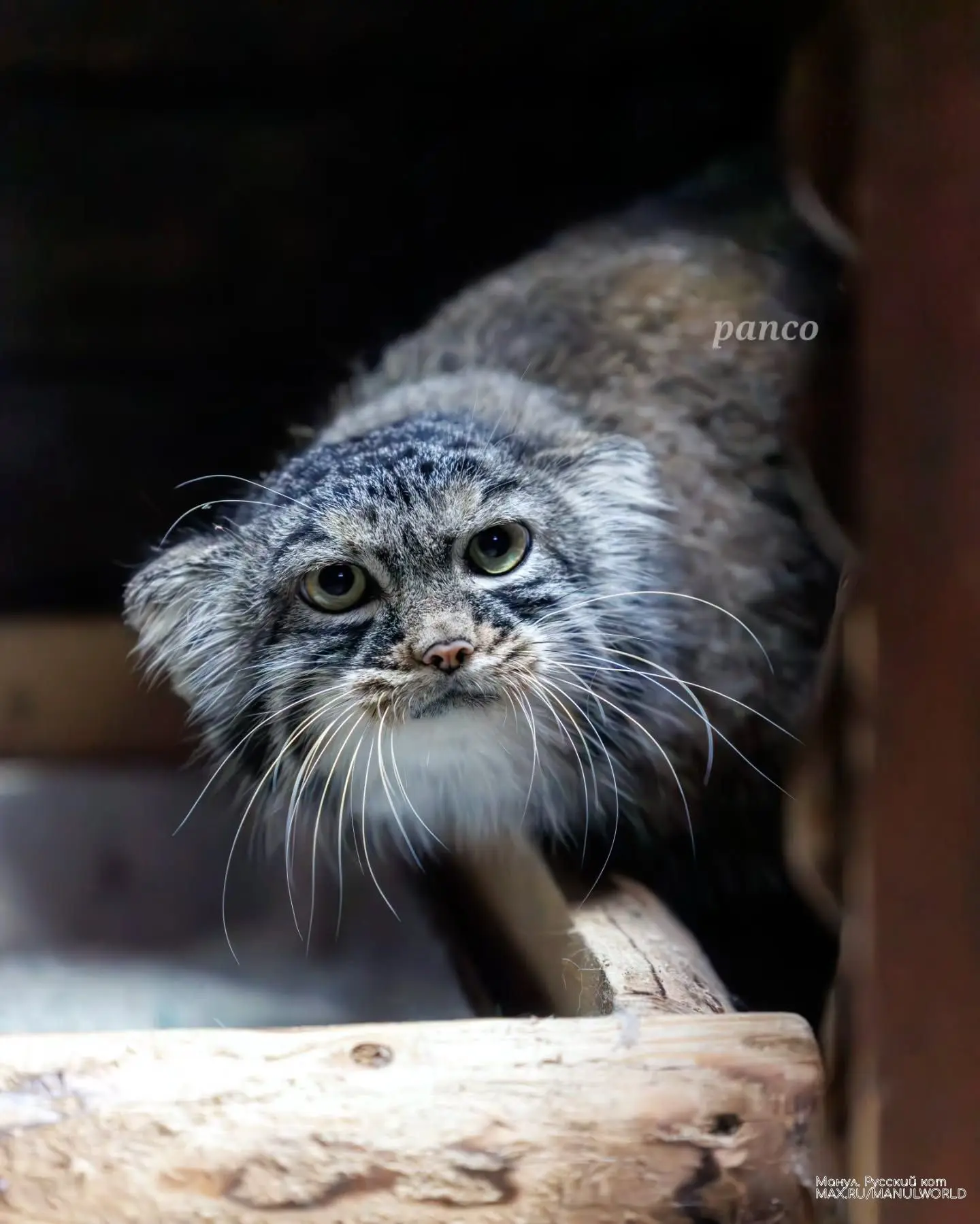 Шафран, как же давно! 😺