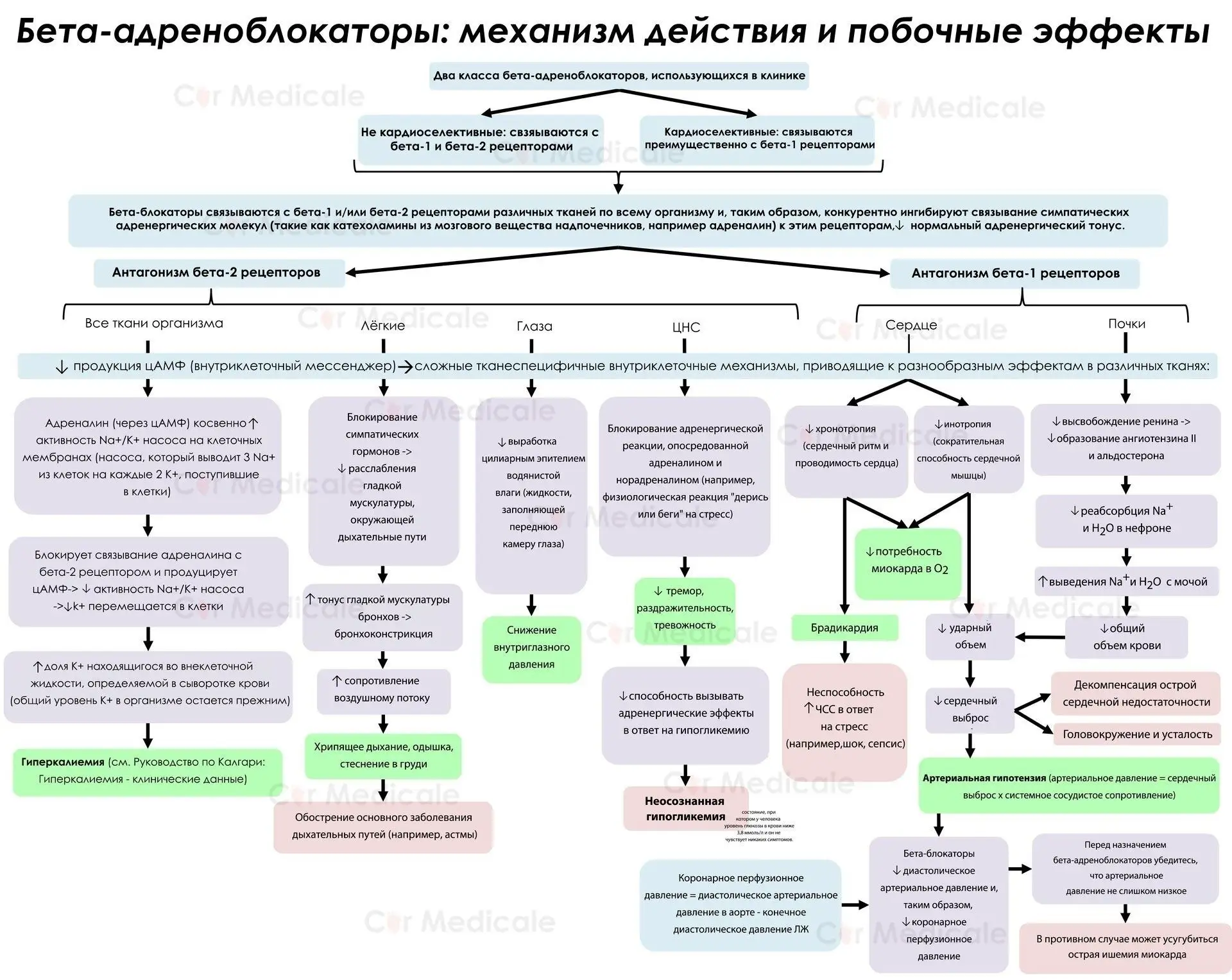 Бета-адреноблокаторы: механизм действия и побочные эффекты