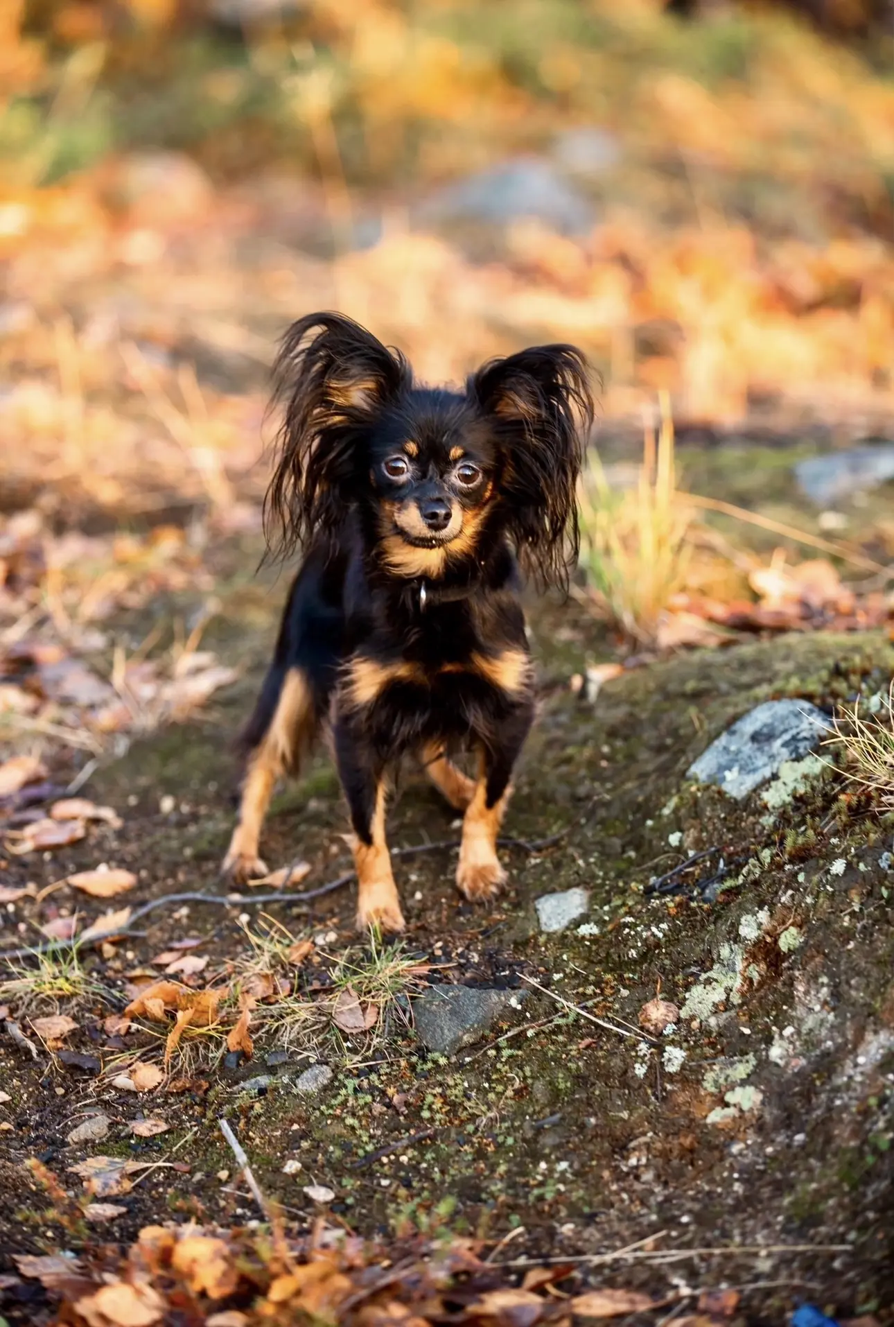 🐾☀️🍂