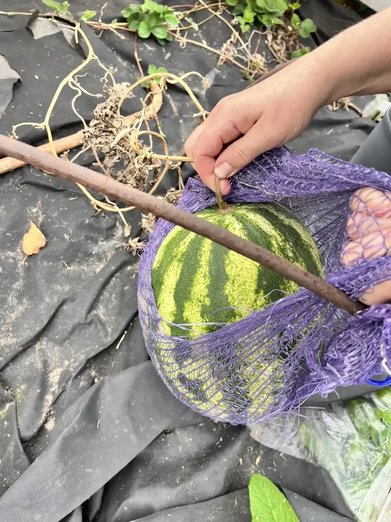 А у нас арбуз созрел 🍉