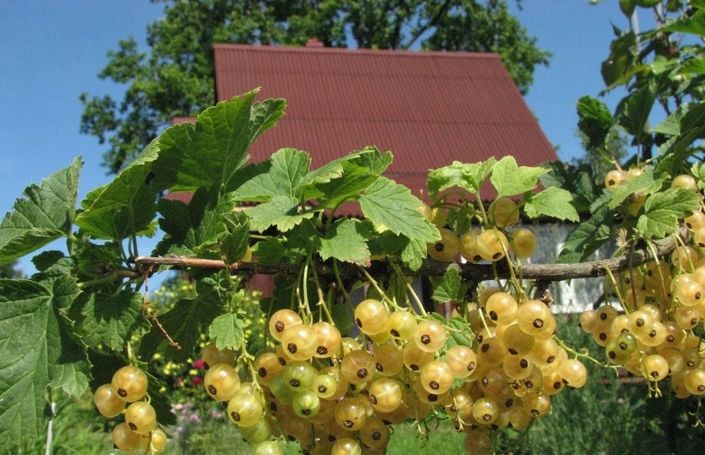 🍇 Смородина в августе: ягоды собраны, но защита от болезней продолжается.