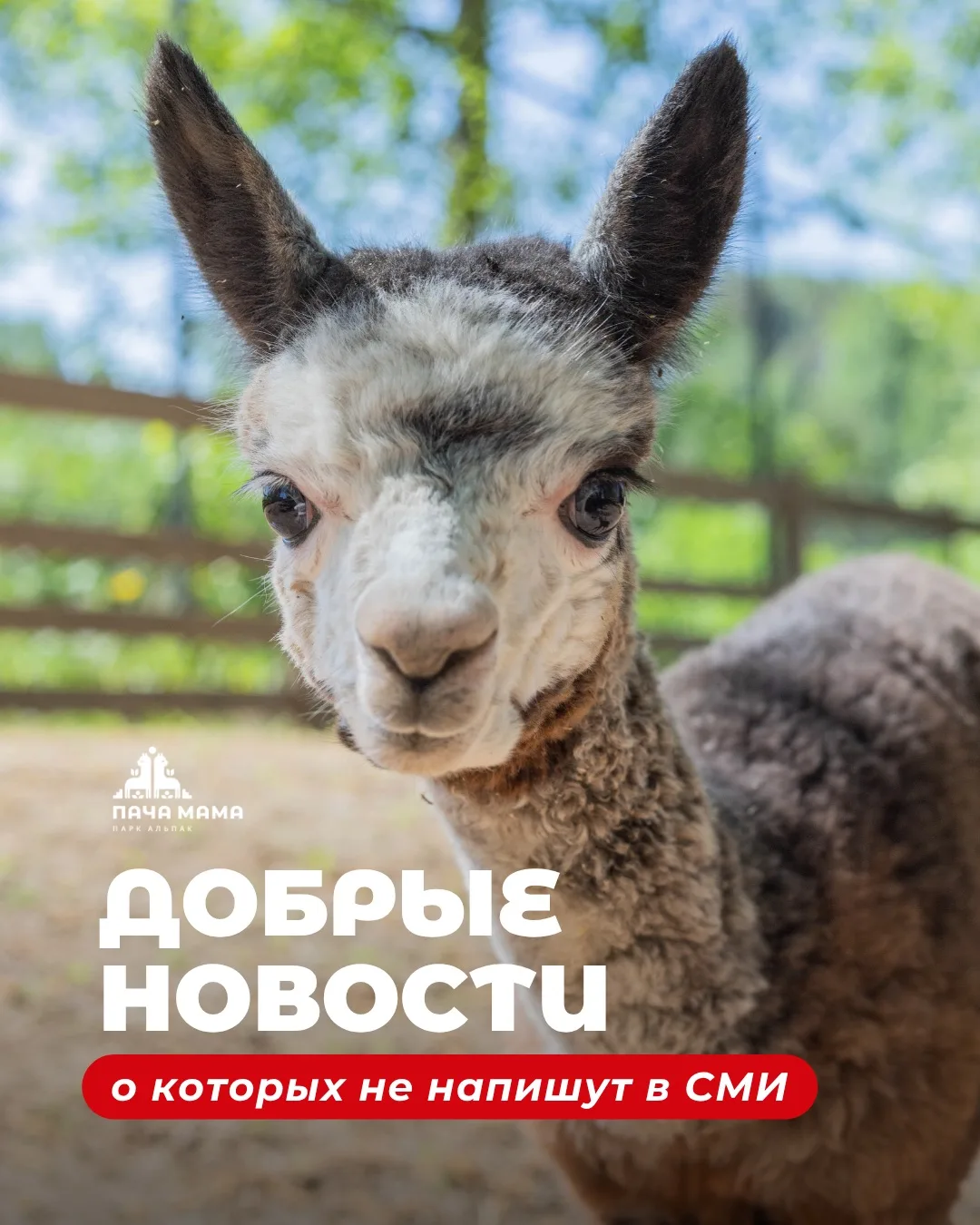 Очередная порция добрых новостей от жителей парков «Пача Мама»! 🥰