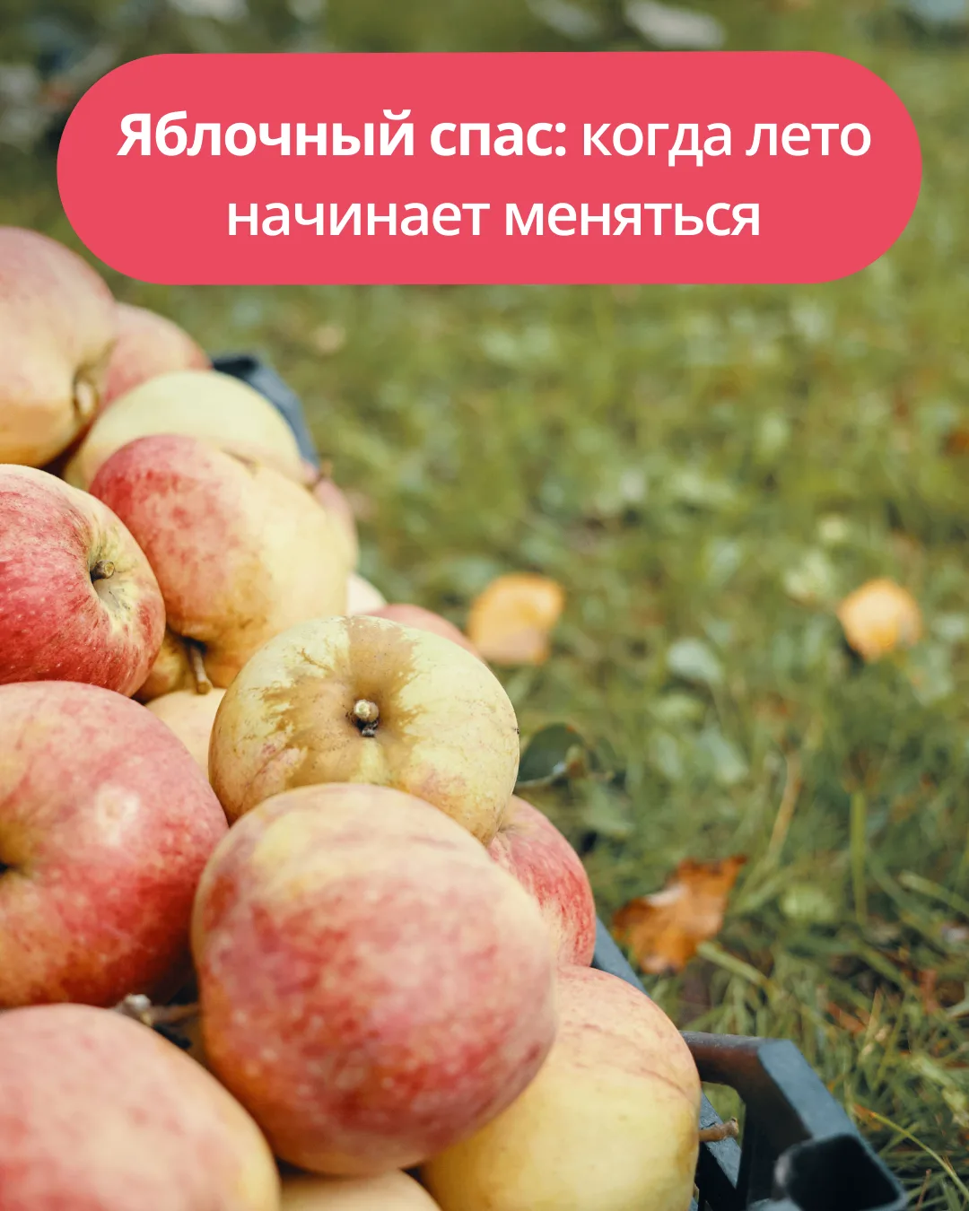 🍎 Яблочный Спас: когда лето начинает меняться