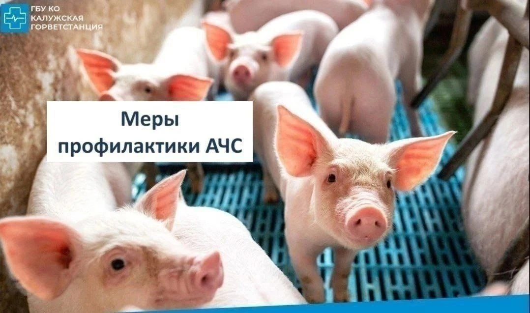 Африканская чума свиней-это высоко заразная инфекционная болезнь домашних свиней и дики...