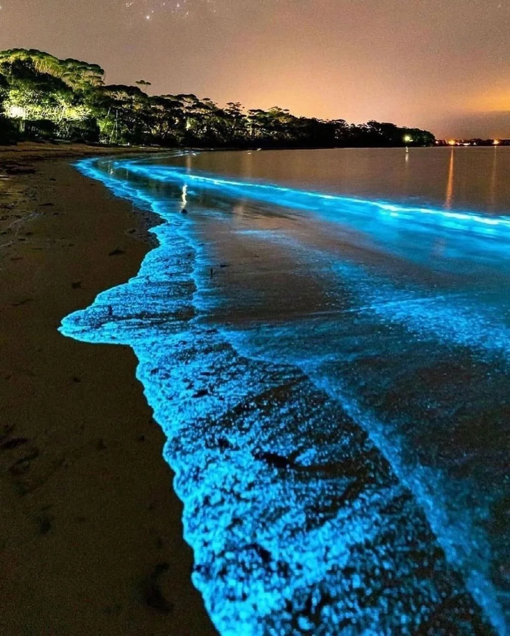 Раз в год Австралийские берега начинают светиться потрясающим синим неоновым светом. Вс...