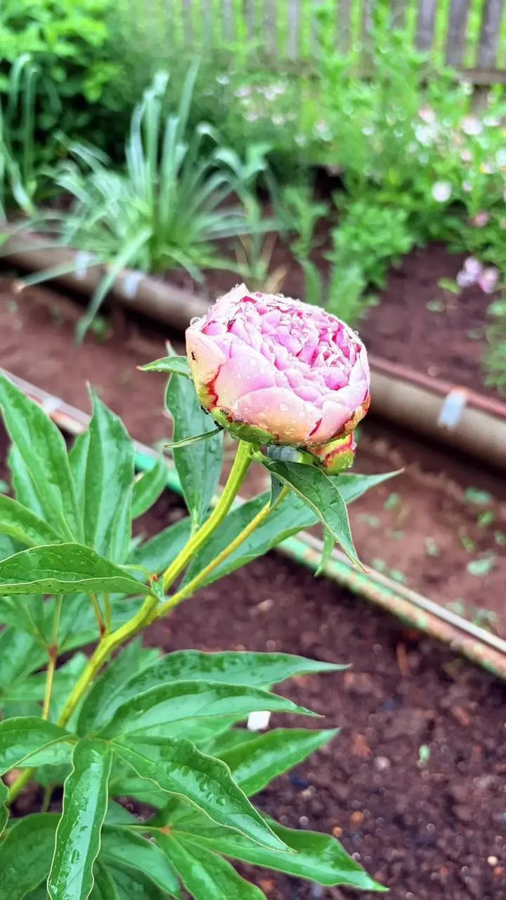🌺 Краски Ижевска после дождя