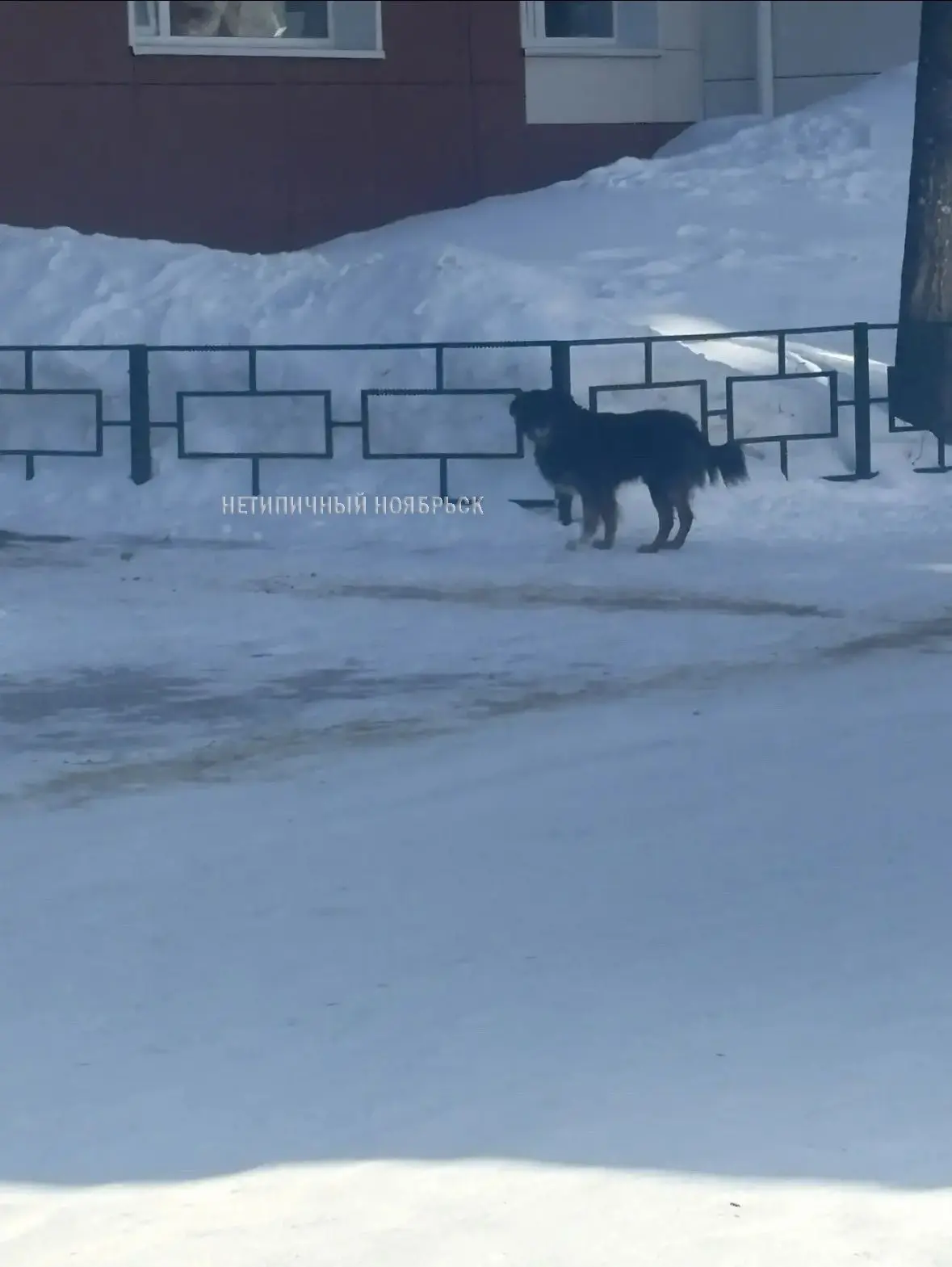 🐕Теневой хозяин двора: на Ленина, 15 пёс-рэкетир держит в страхе местных собак