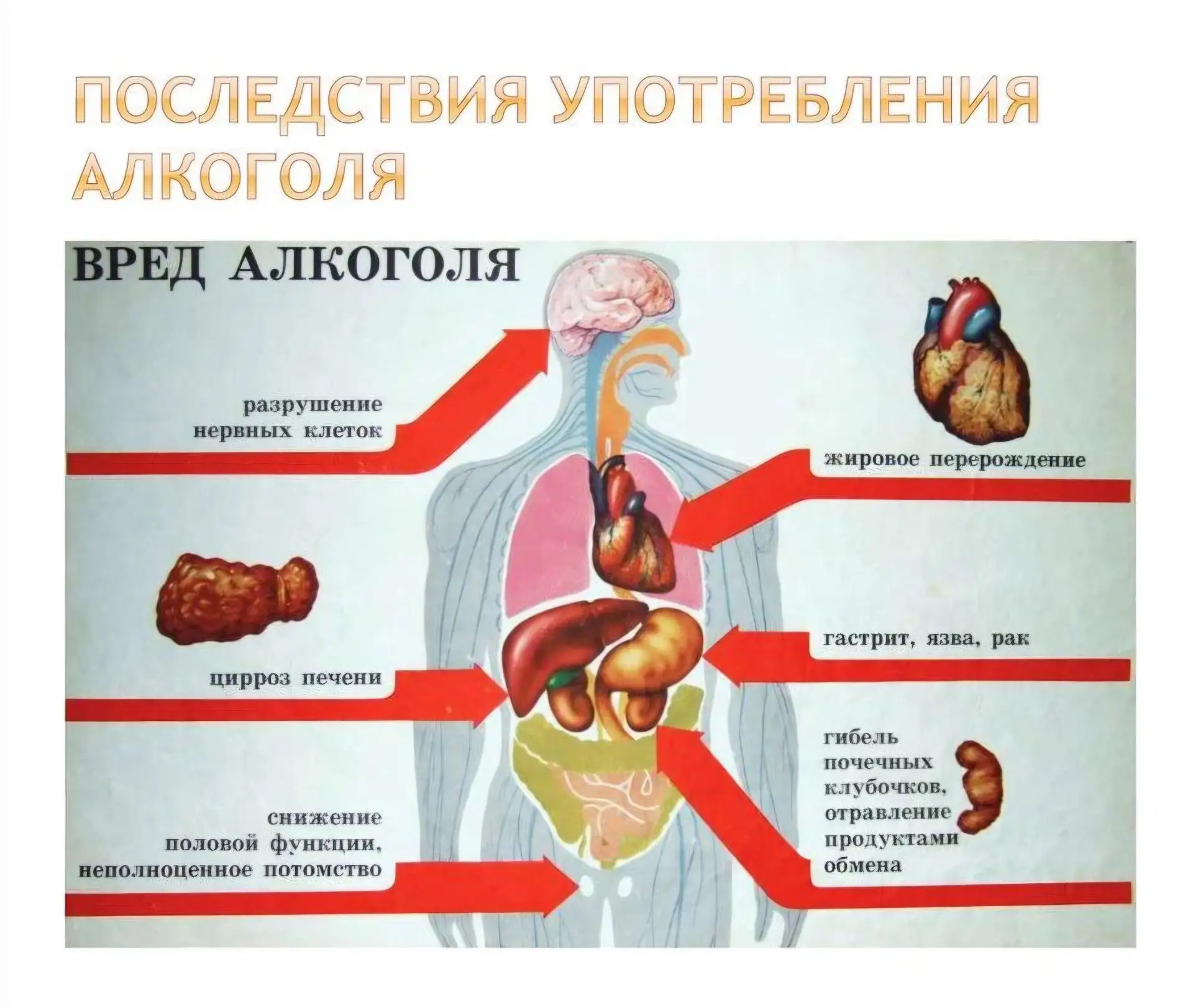 Уважаемые родители и учащиеся!

Алкоголь оказывает разрушительное воздействие на организм человека, 