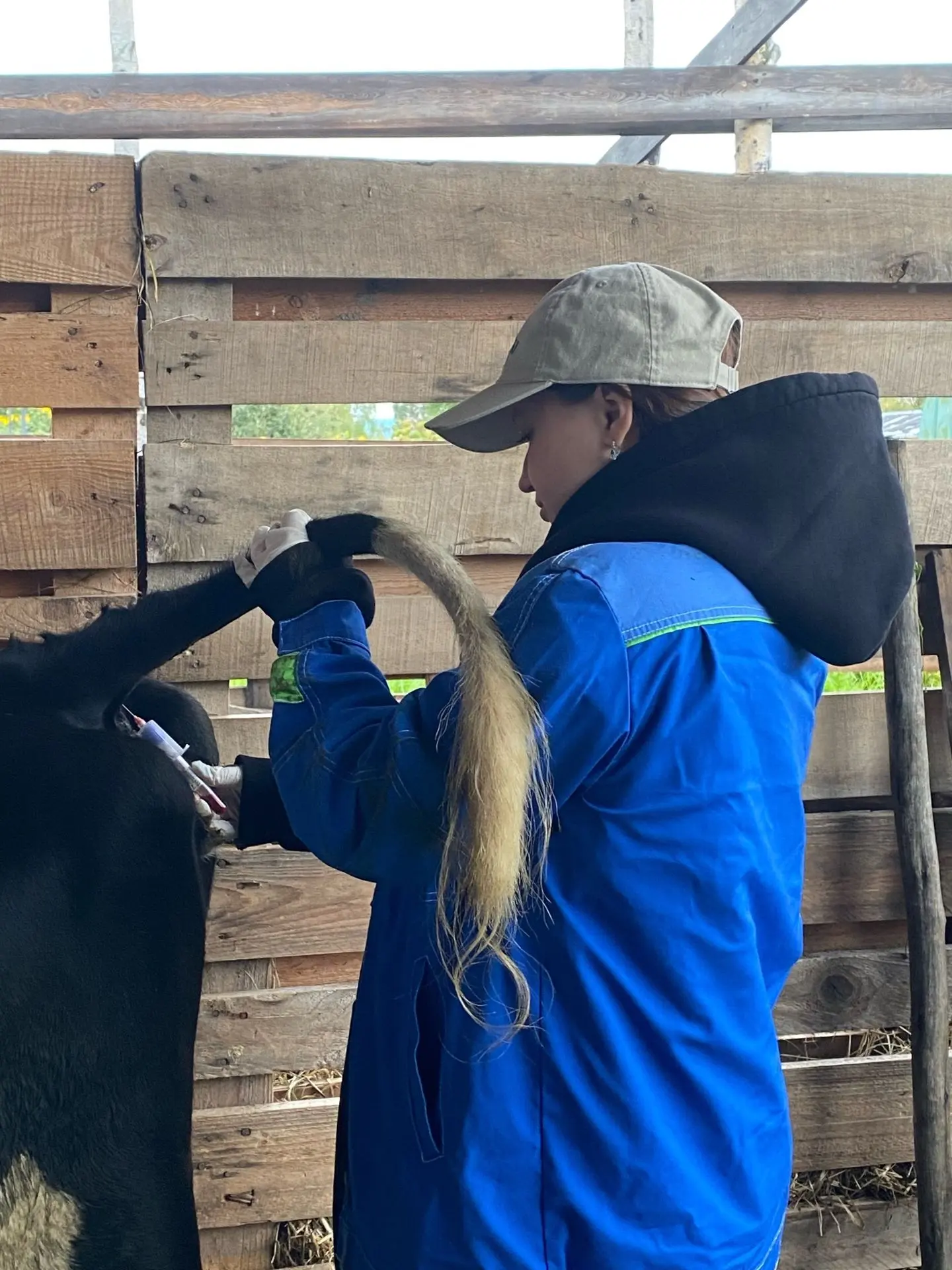 🐮Специалисты ОГАУ "Стрежевское межрайонное ветуправление" проводят  отбор проб крови К...