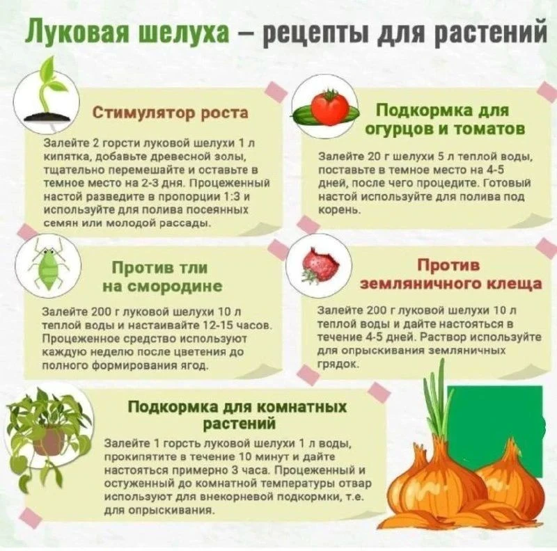 🧅Луковая шелуха в огороде.
