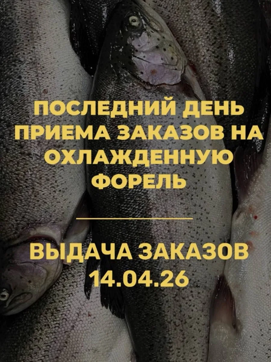 ПОСЛЕДНИЙ ДЕНЬ ПРИЕМА ЗАКАЗОВ НА ОХЛАЖДЕННУЮ ФОРЕЛЬ  🐟Дата поставки 14 апреля🐟  ▪️ Форель охлаждённа