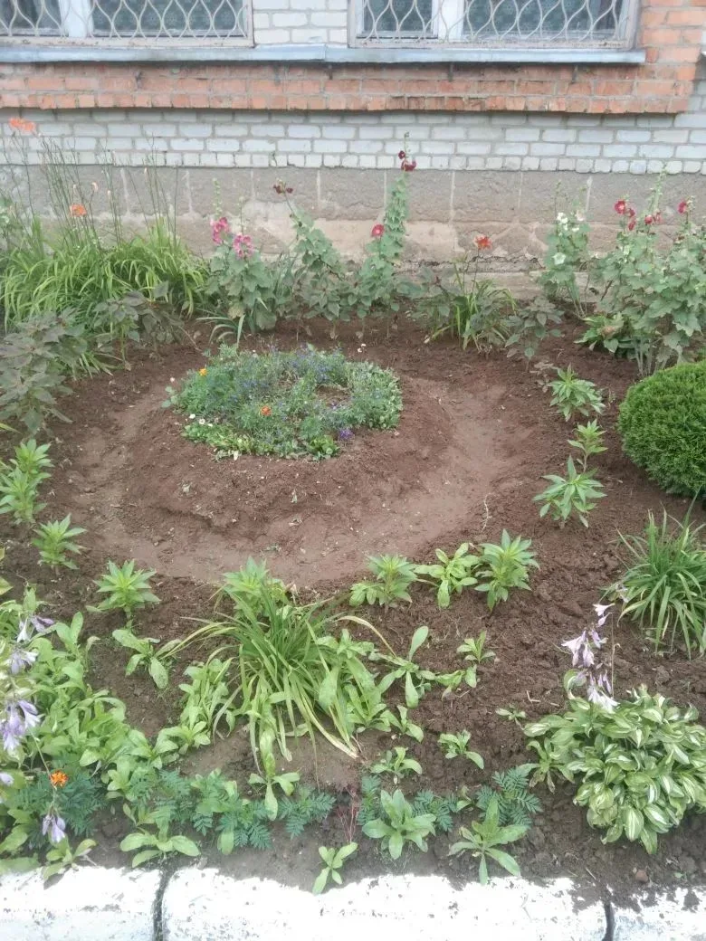 Трудовая практика: выращиваем овощи вместе! 🌱