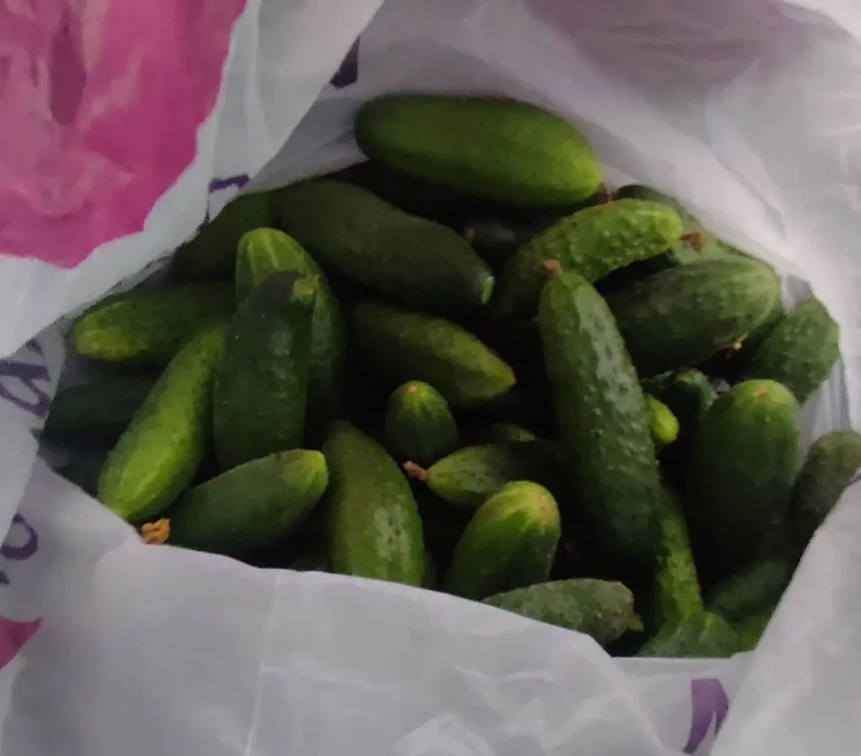 Продам огурчики для засолки, цена 180 руб./кг., в наличии 12 кг. Салатные огурцы – 100 ...