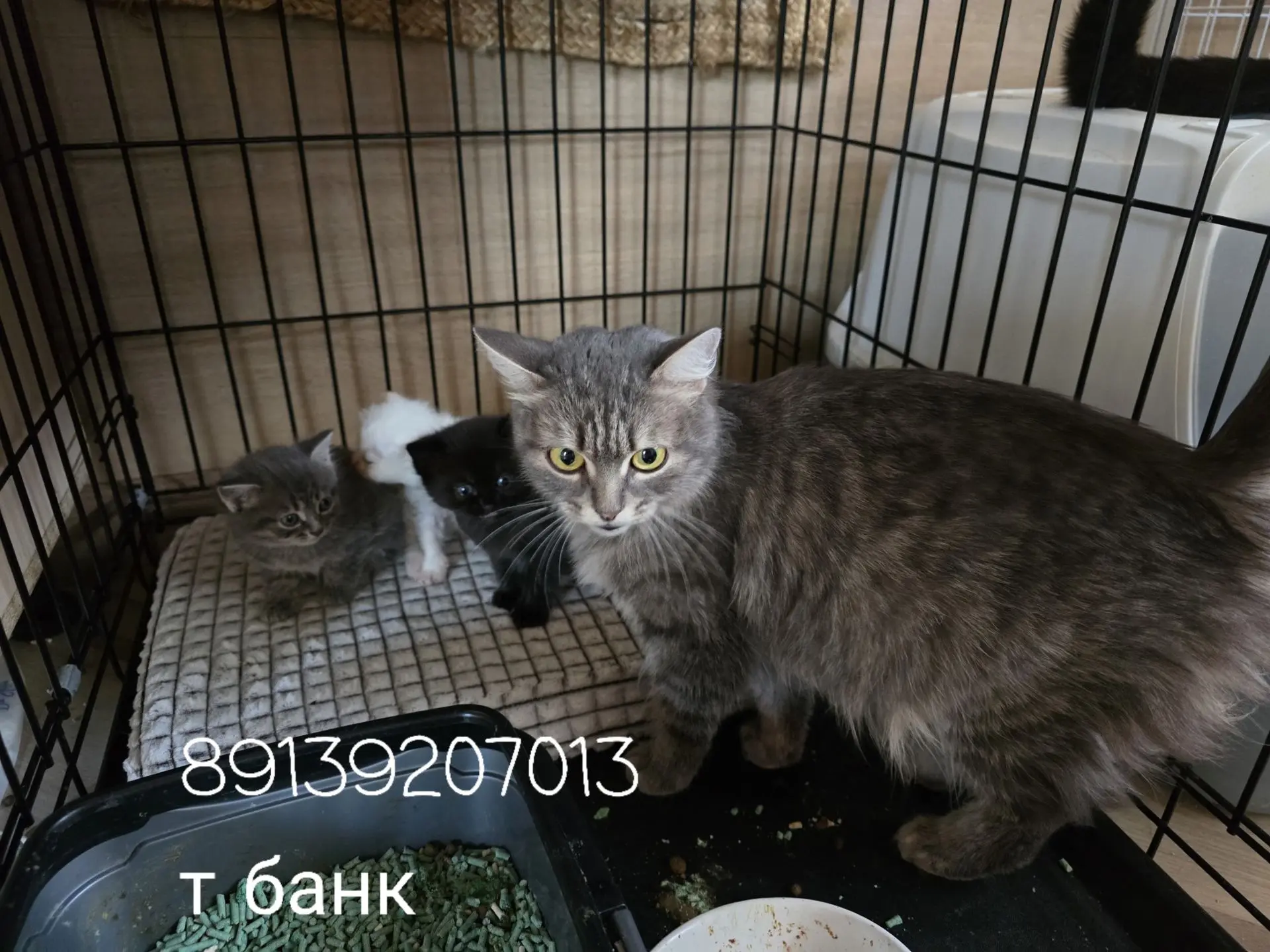 Помните кошечку с улицы? Наша красавица приняла белых котят которых люди нашли в мусорк...