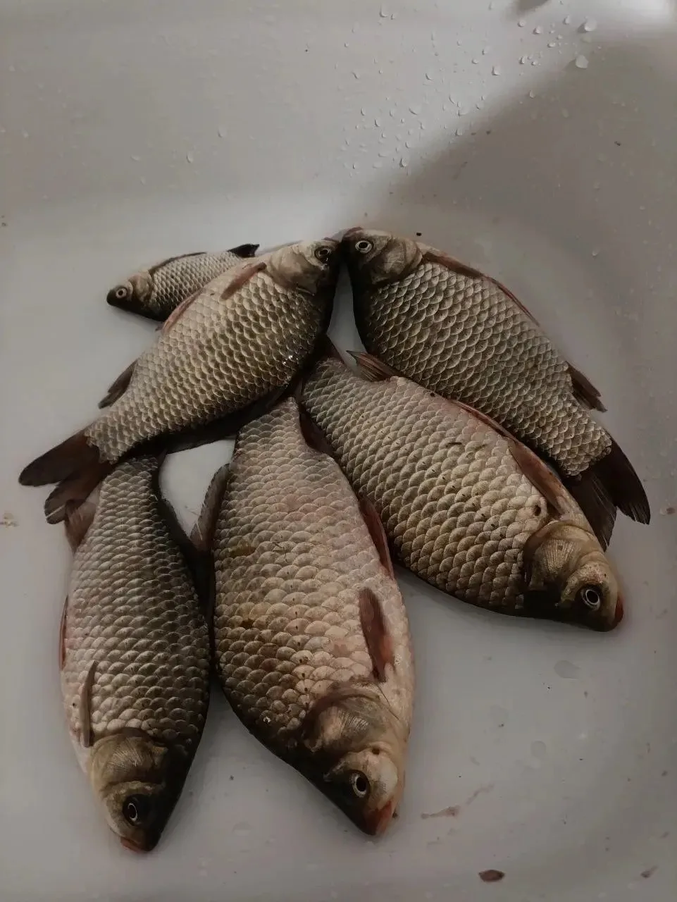 Красносельская! Ловились на макушатник!👍🐠 Спасибо за фотоотчет , Татьяне👍