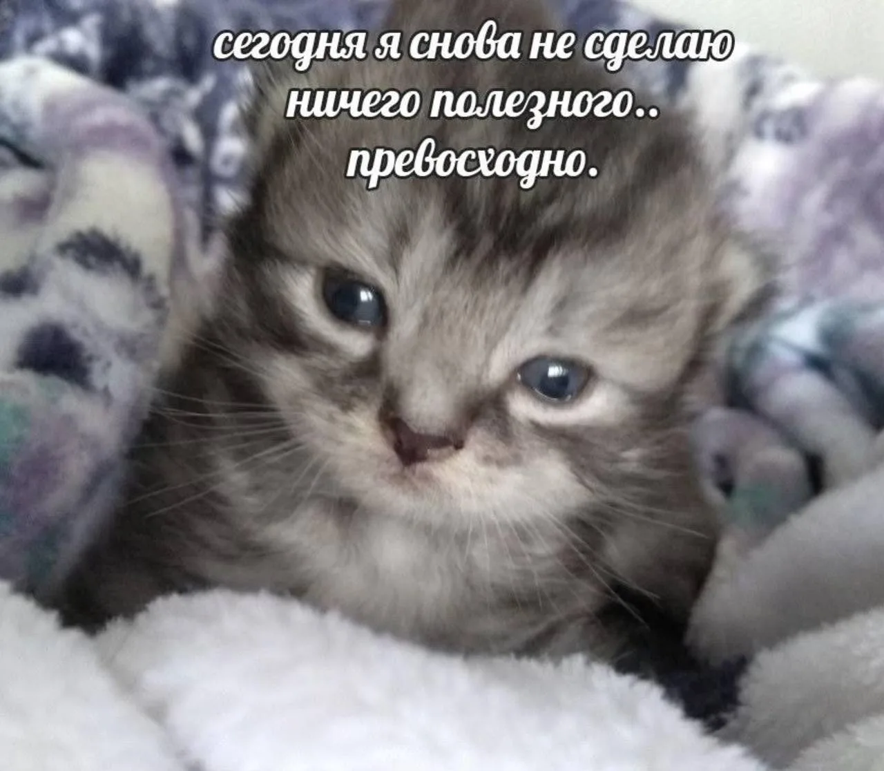 Мемы каждый день • Подписаться