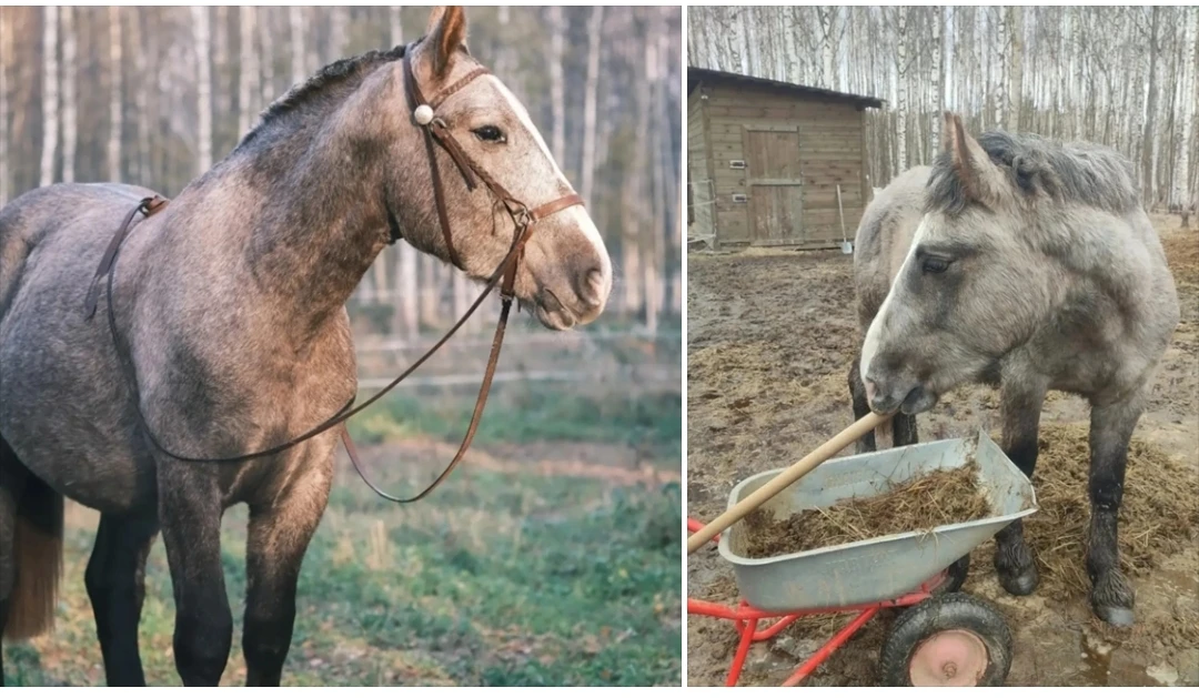 ❤ Спасённый от убоя костромской конь Кофеёчек снова борется за жизнь  Костромской конь по кличке Рас