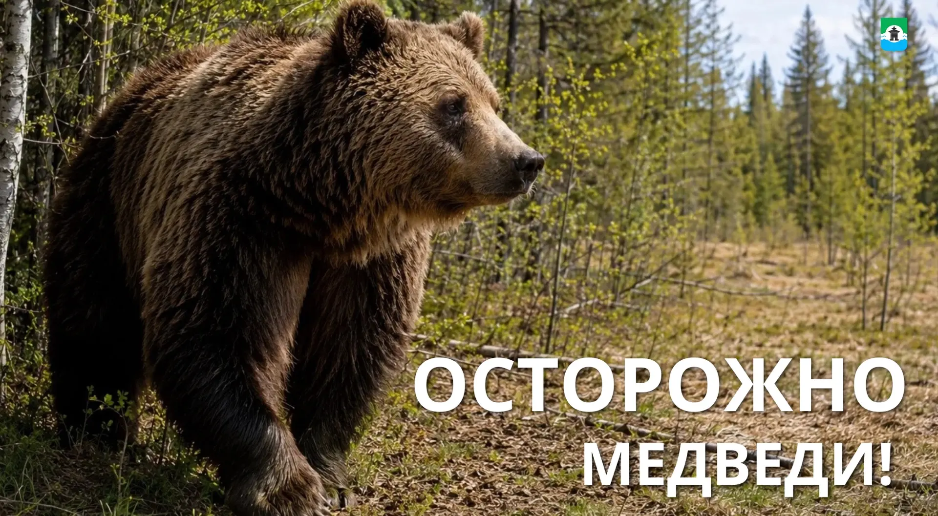 Охотоведы принимают меры в связи с выходом медведей к населённым пунктам