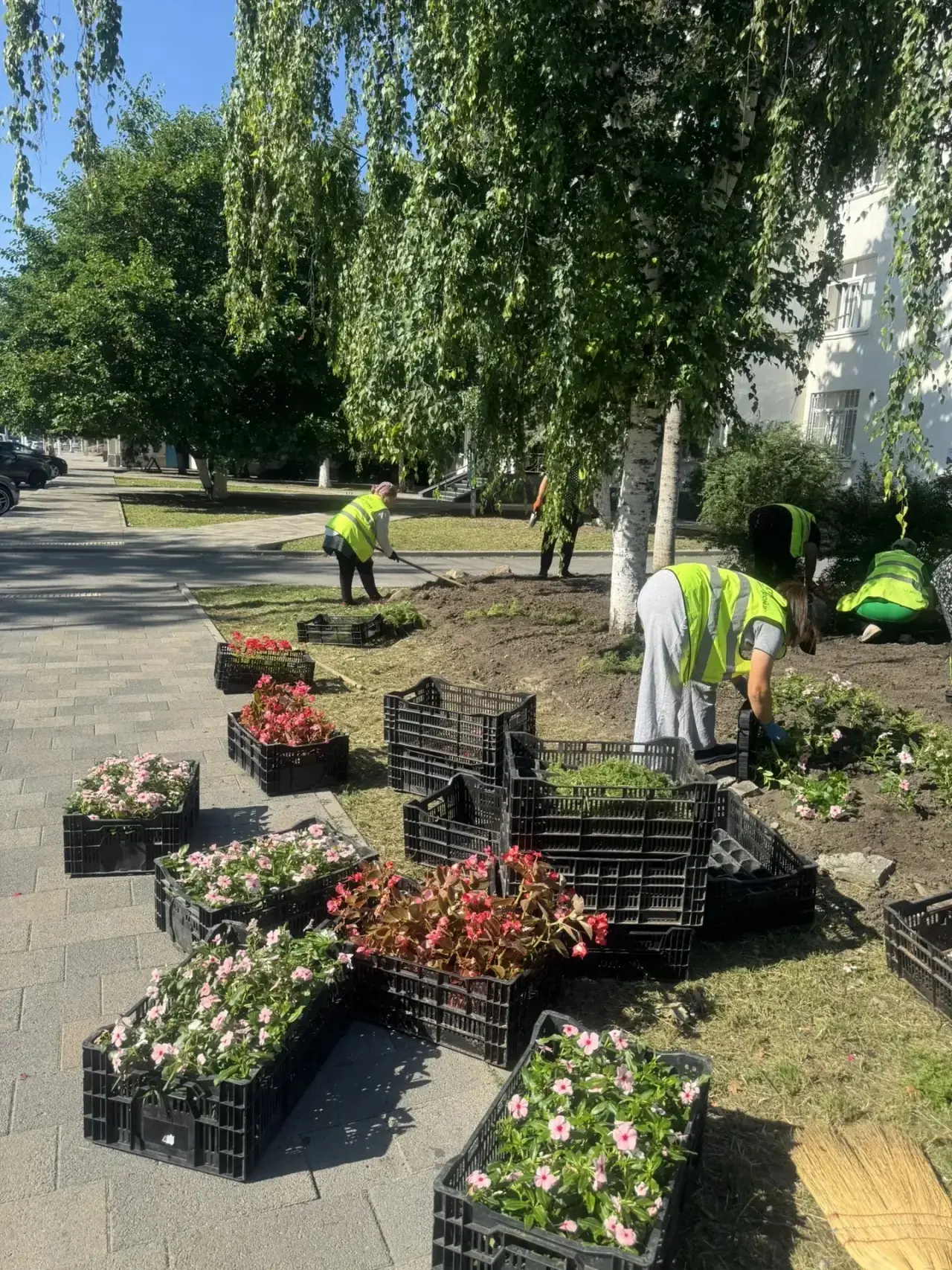 Более 80 тысяч цветов украсят аллею по улице Доватора 🌺