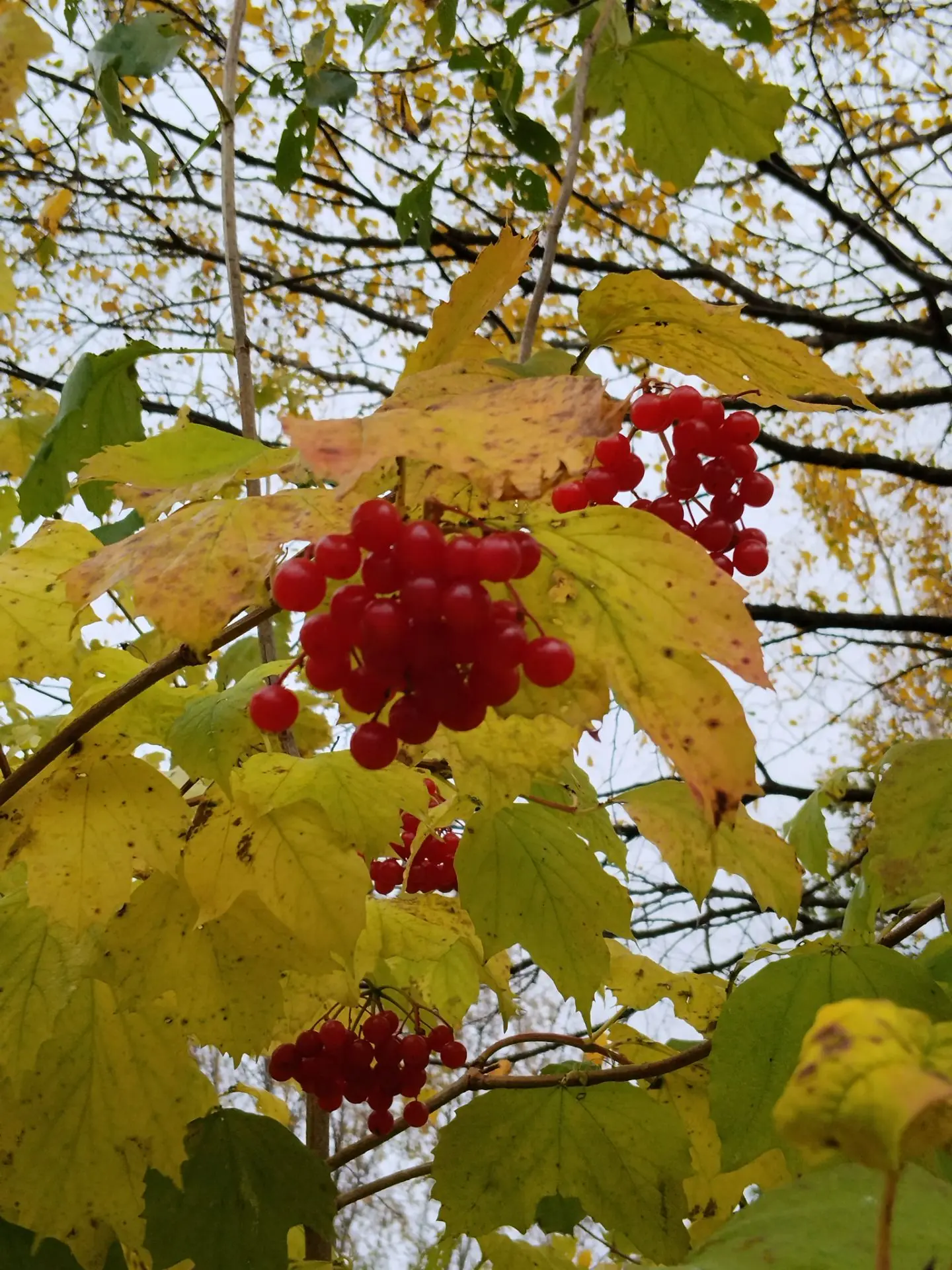 У нас уже глубокая осень. 🍂🍁🍃