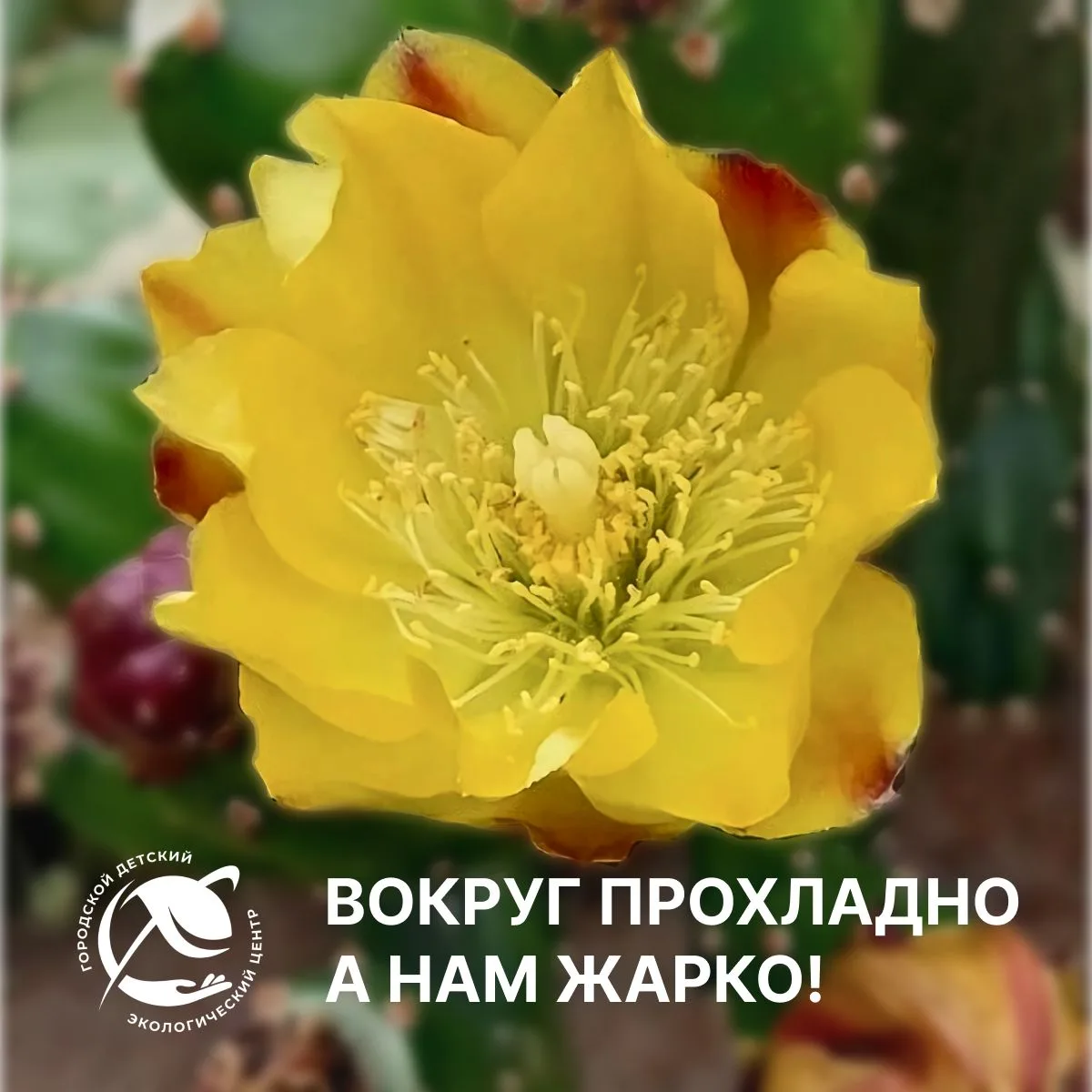🌧️ За окном дожди и серое небо, а у нас - настоящие тропики и солнечная пустыня! 

🌵 Погода не пом