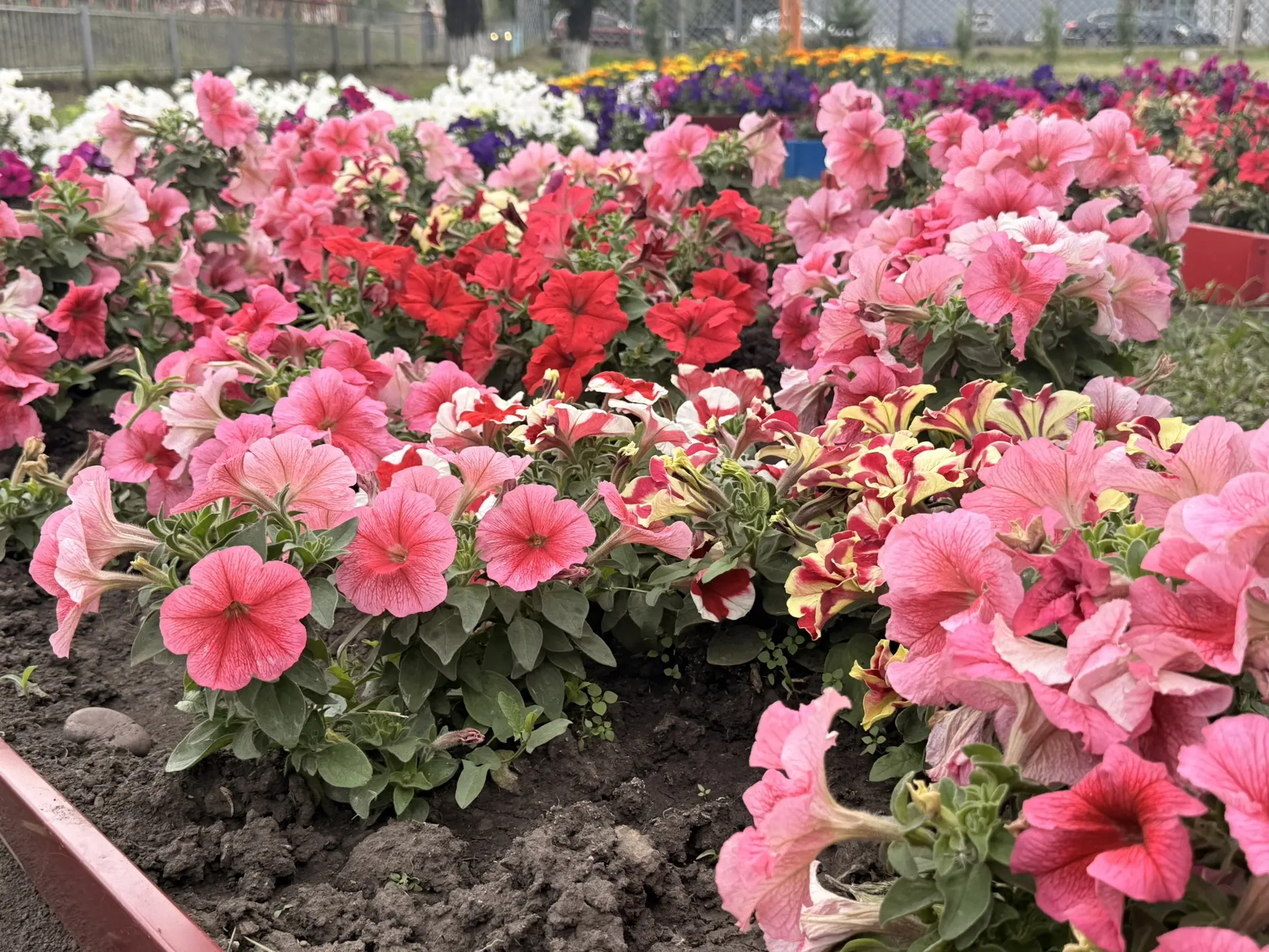 Цветочный рай на школьном дворе. 🌷🌸🌻

Кто сказал, что в школе скучно? Только посмотрите на это бу