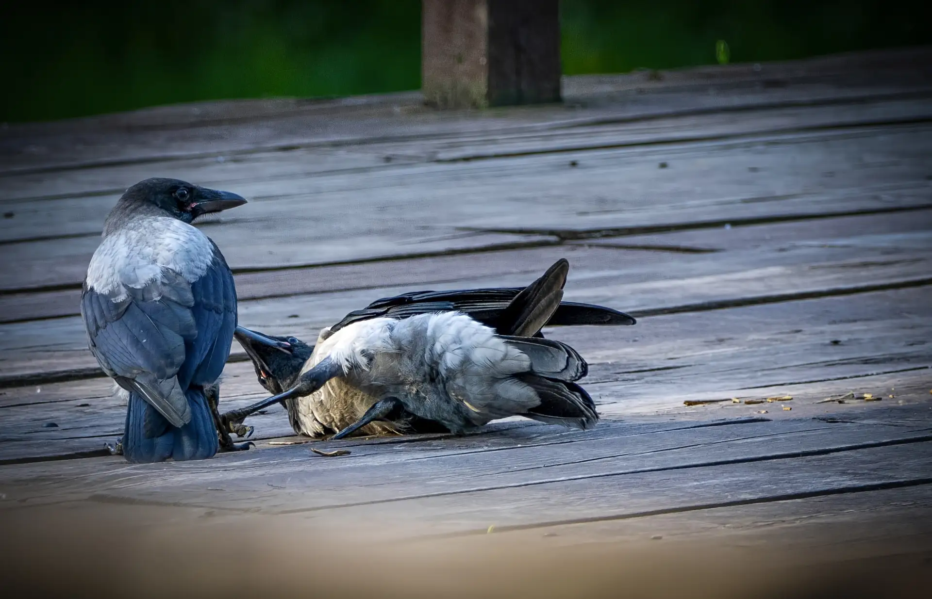 Признание )

#животные_Власиха