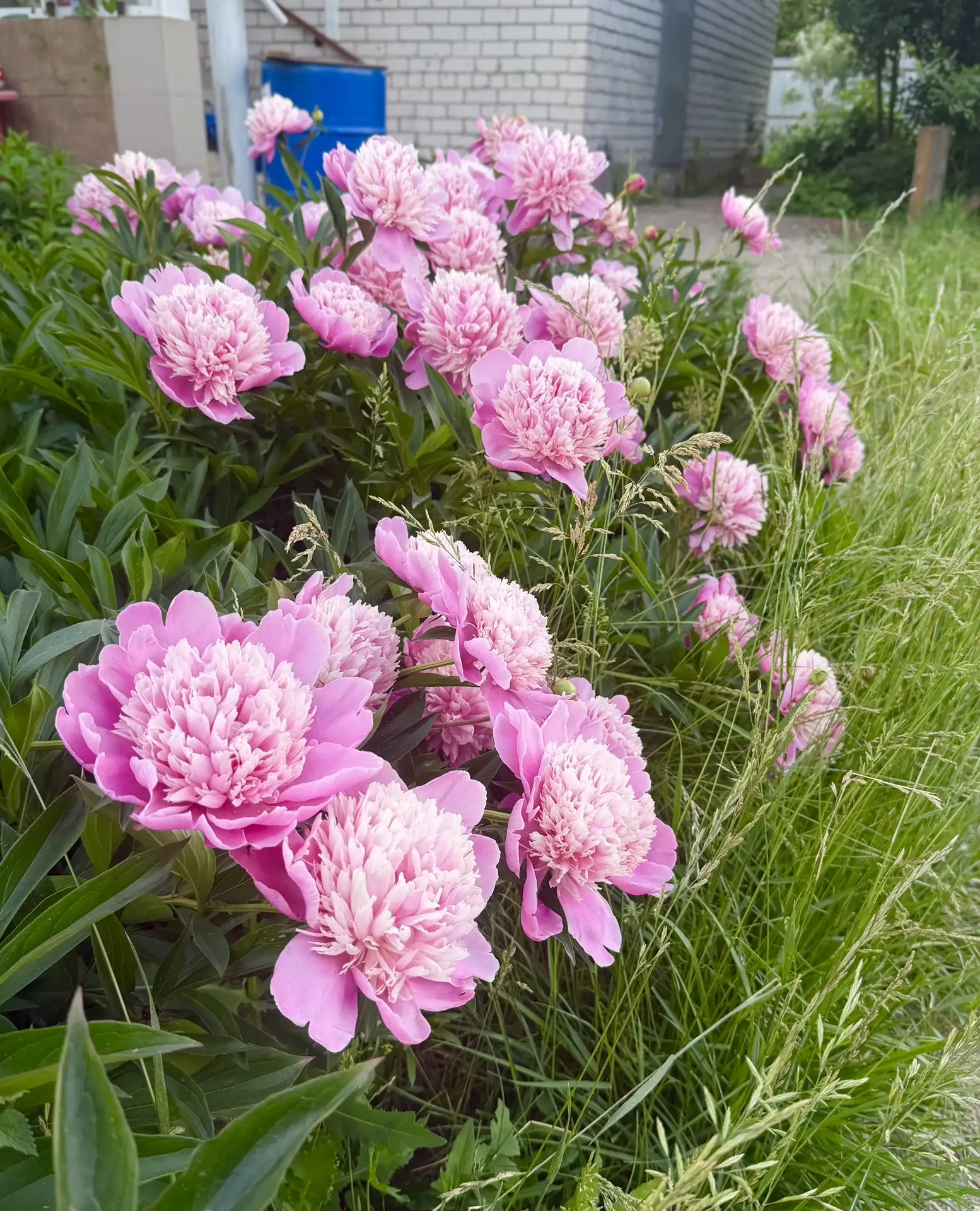 Изге Җомга көннәре белән , дусларыбыз🤲🤗

Сәламәтлек сорау догасын укып куйыйк :

"Әллаһүммә гәфини