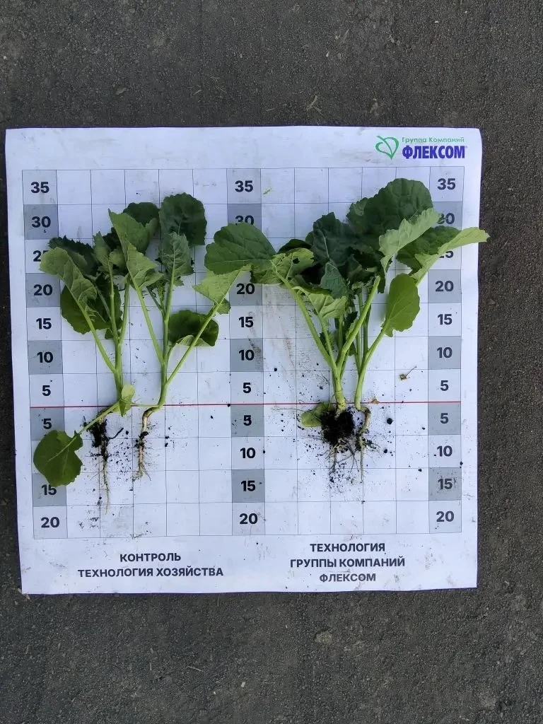 🌱 Наши первые полевые результаты с препаратами «Флексом»

Ранее в канале мы рассказывали про препар